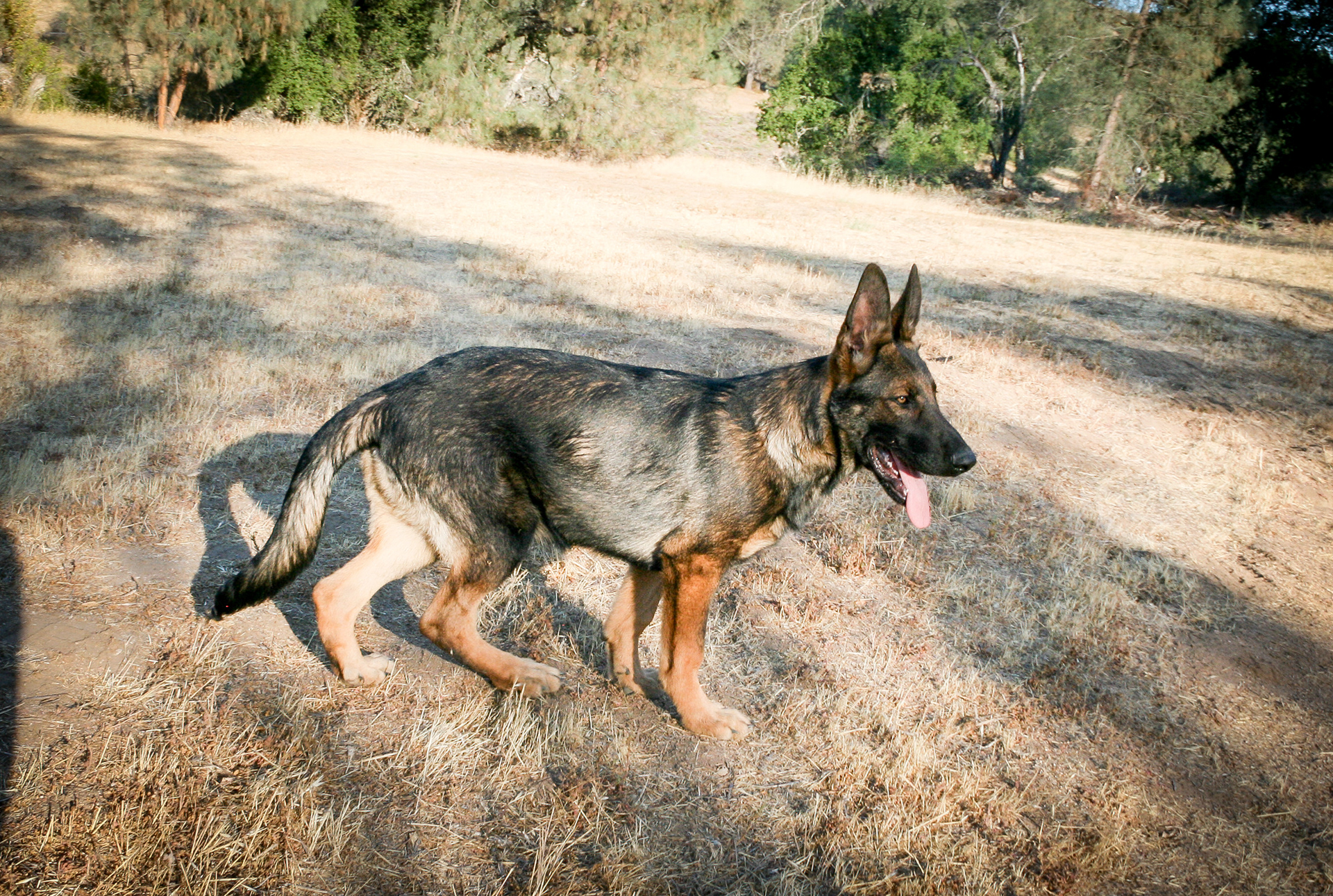 Hunter 18 Weeks