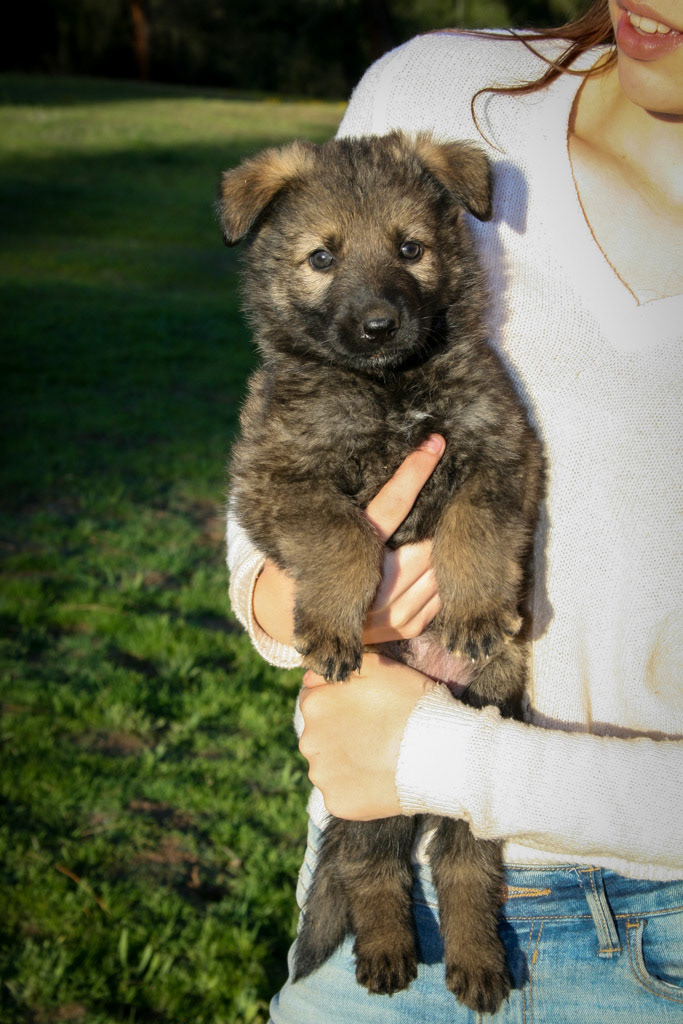 Nala 4 weeks old