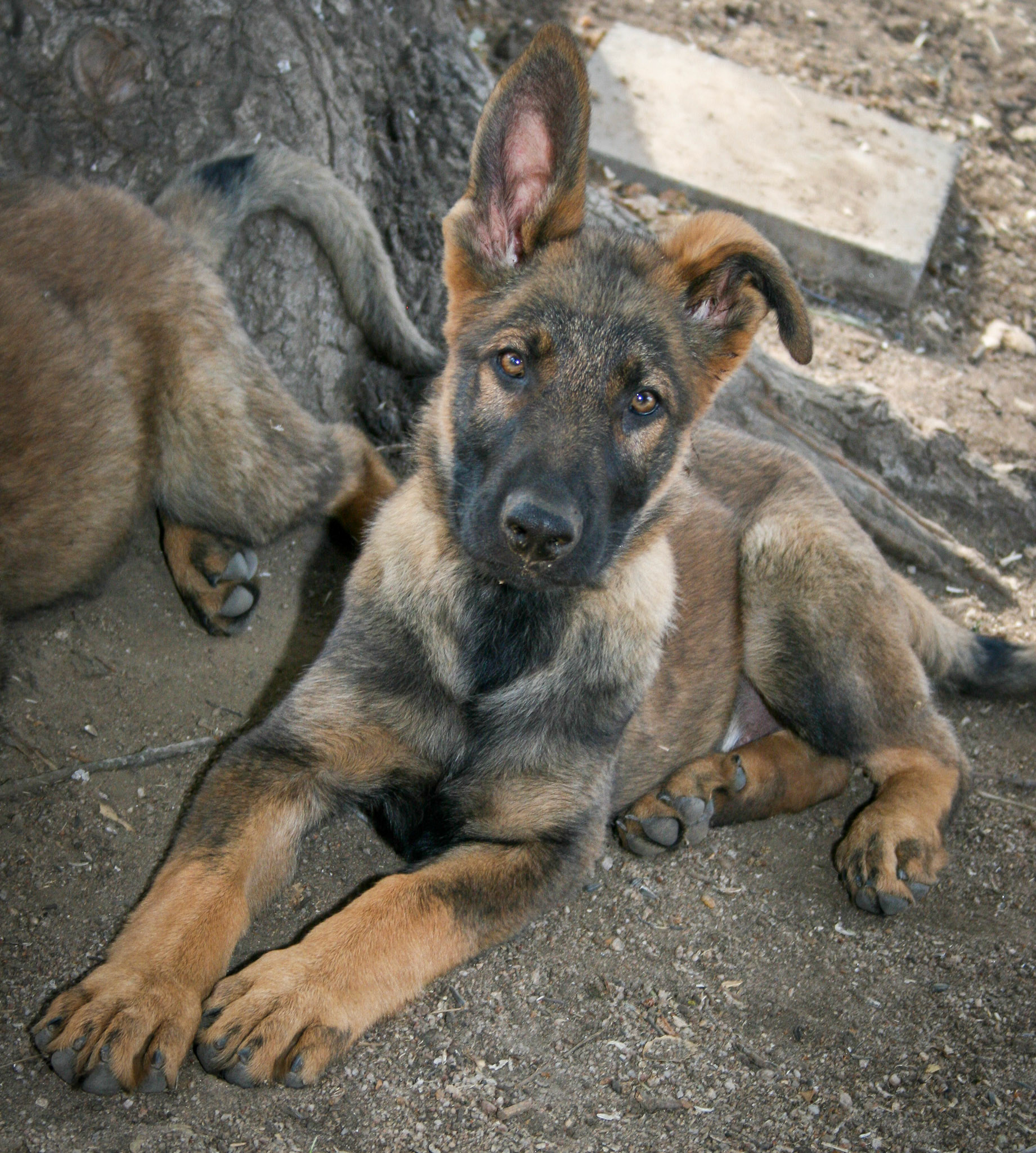 Hunter Green Collar Male 14 weeks