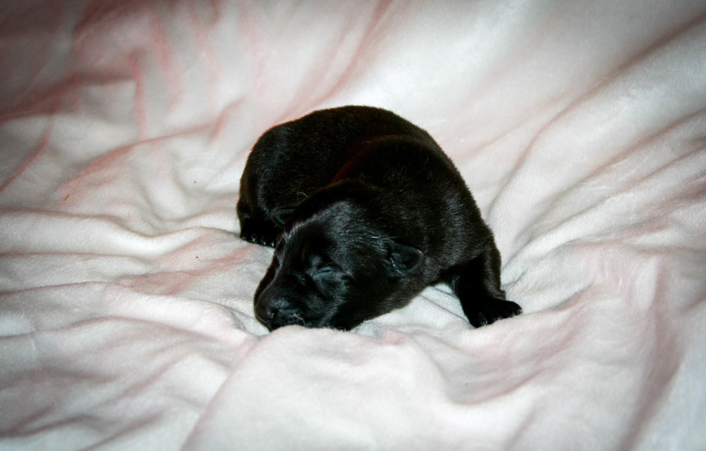 No Collar Female - 4 days old