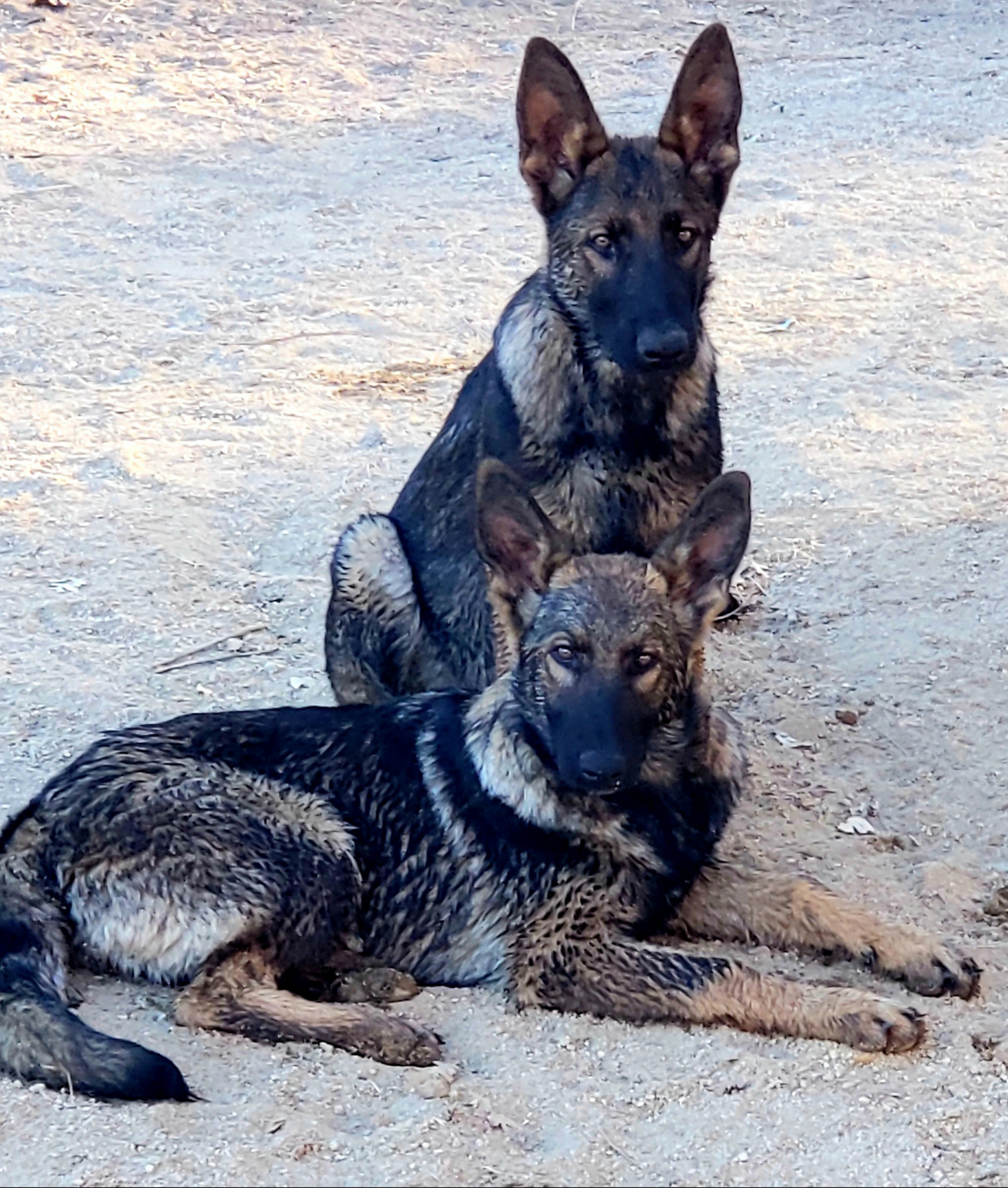 Hunter and Nala 19 weeks