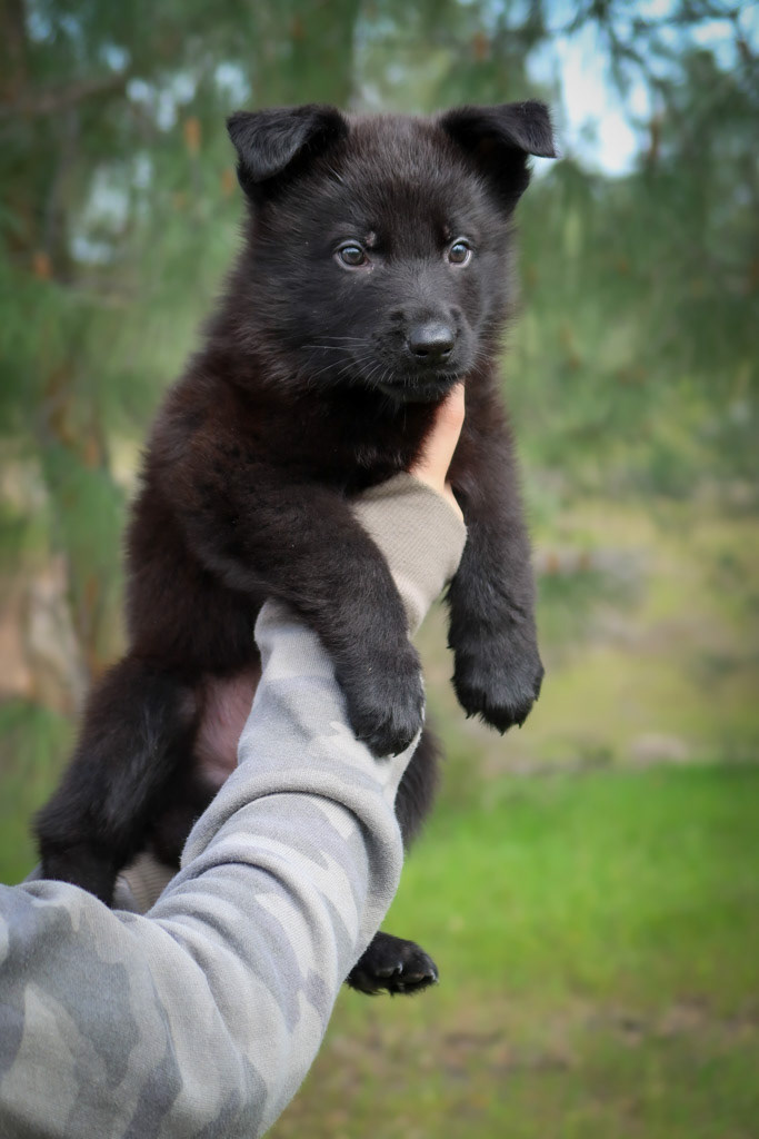 Orange Collar Male - 6 weeks old