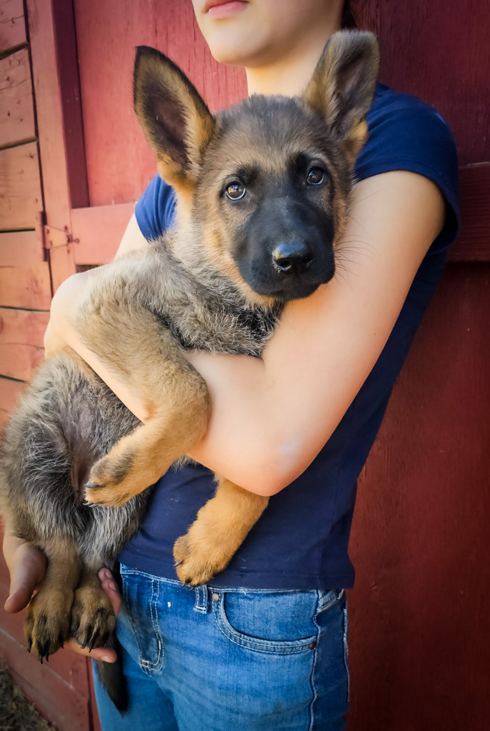 Hot Pink Collar Female - 10 Weeks
