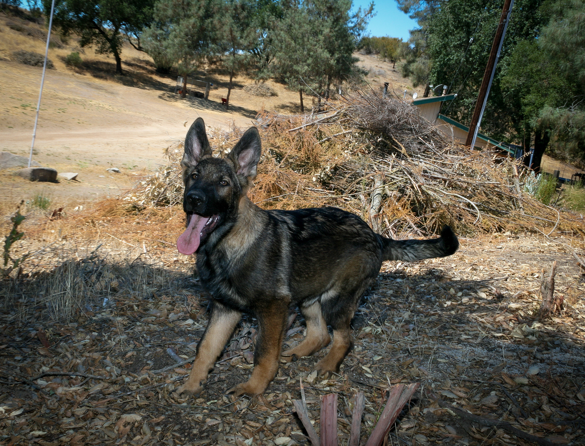 Hugh - Male - 18 Weeks