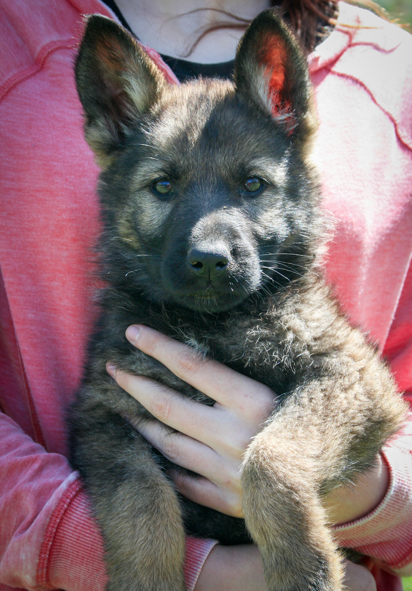 Pink Collar Female 8 Weeks Old