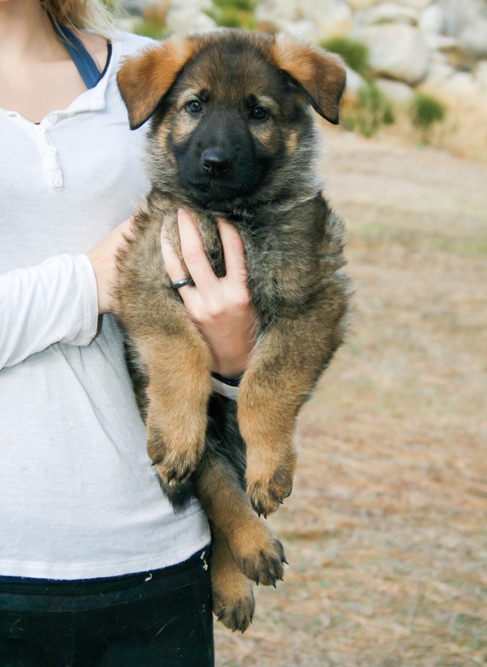 Biggie Smalls - 7 weeks