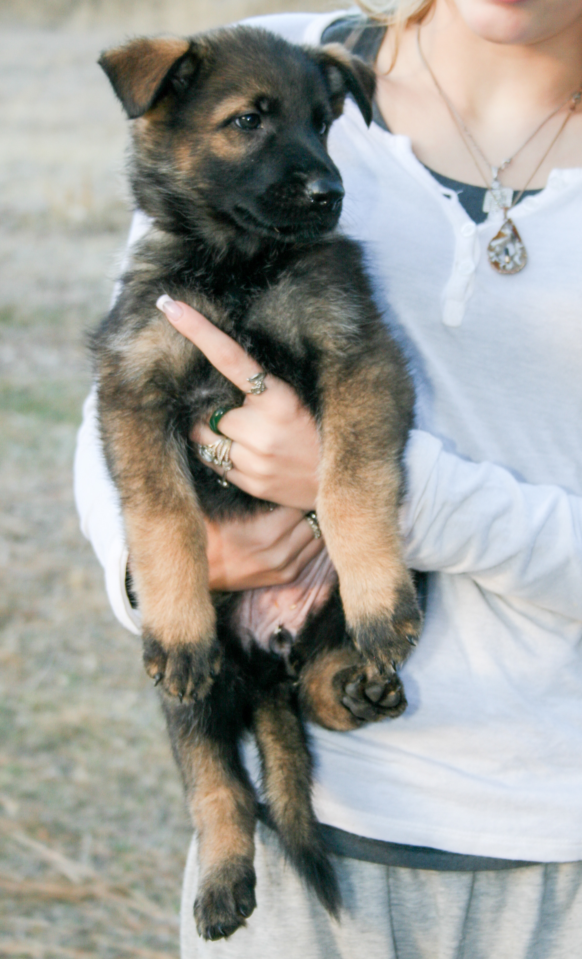 Tilly - 7 weeks