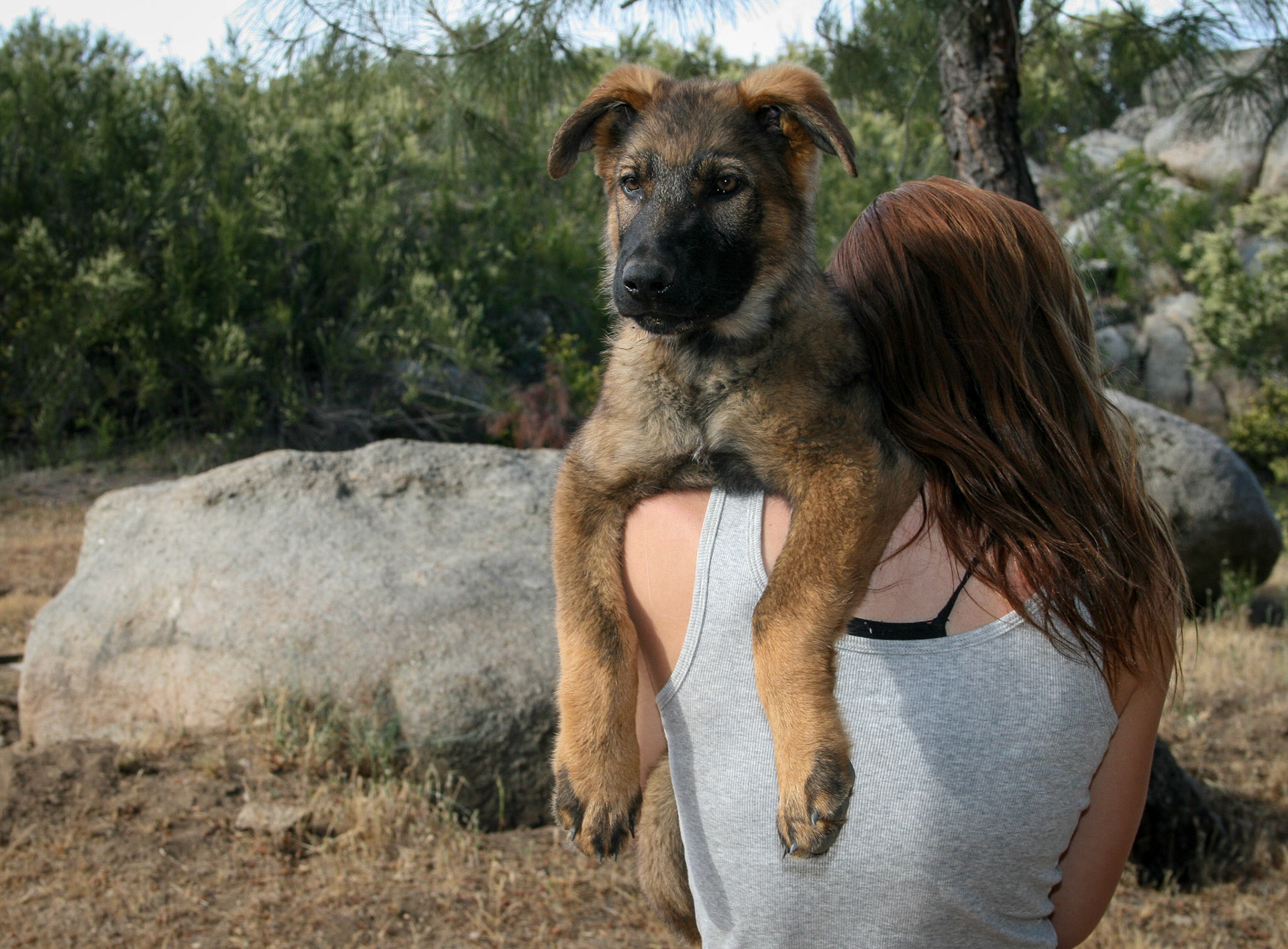 Blue Collar Male 14 weeks
