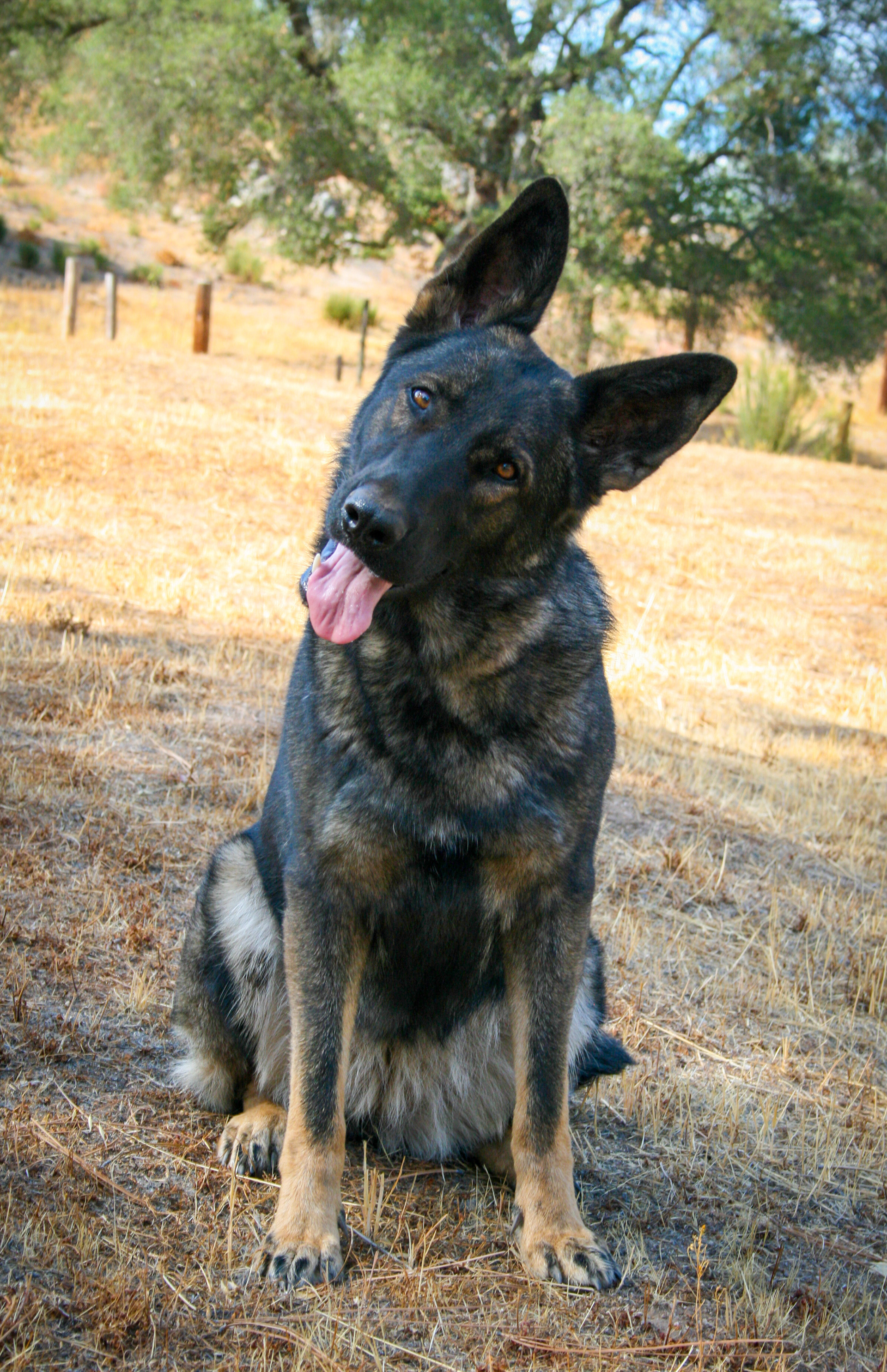 Rosa vom Ritterhund