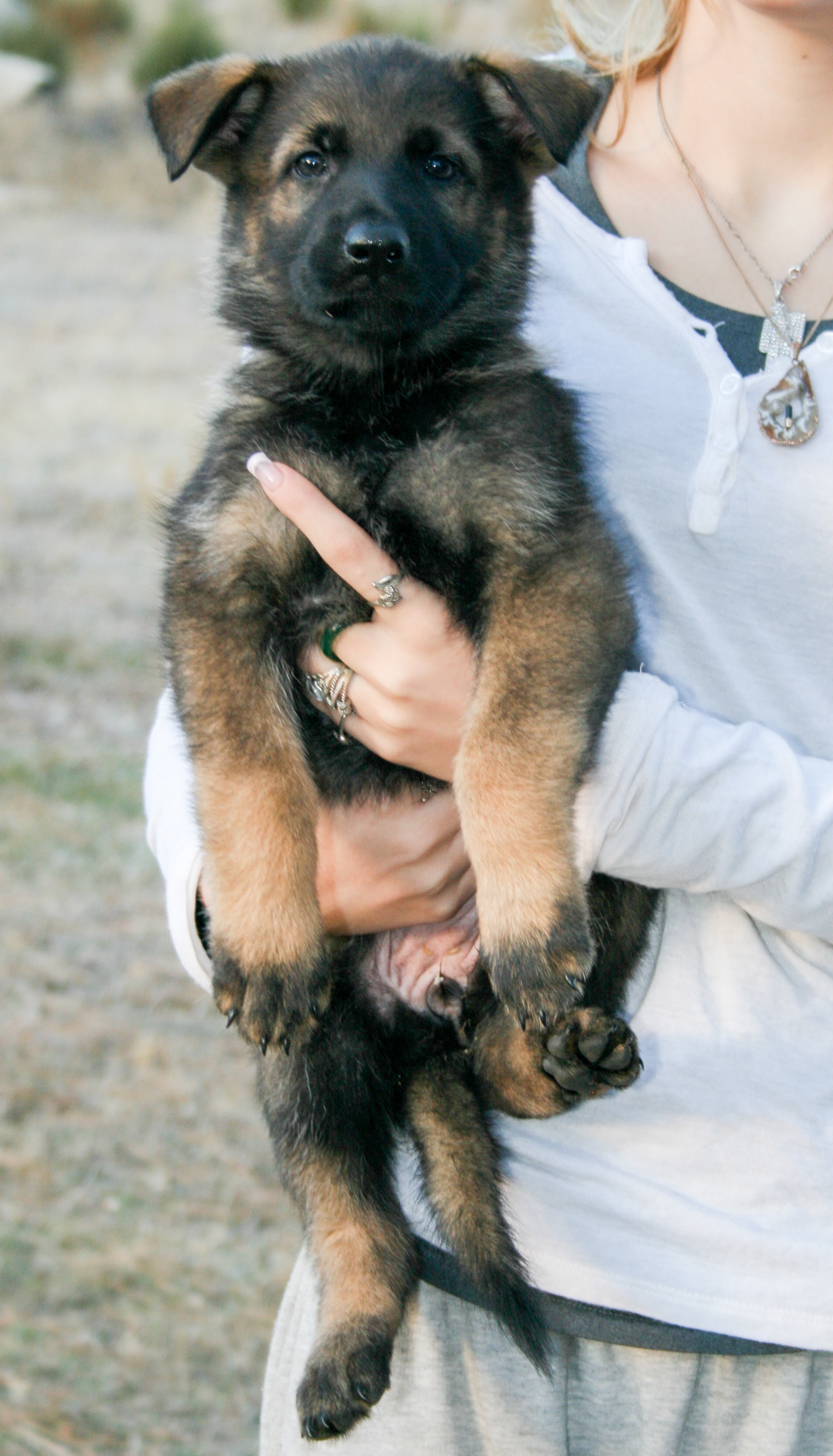 Tilly - 7 weeks