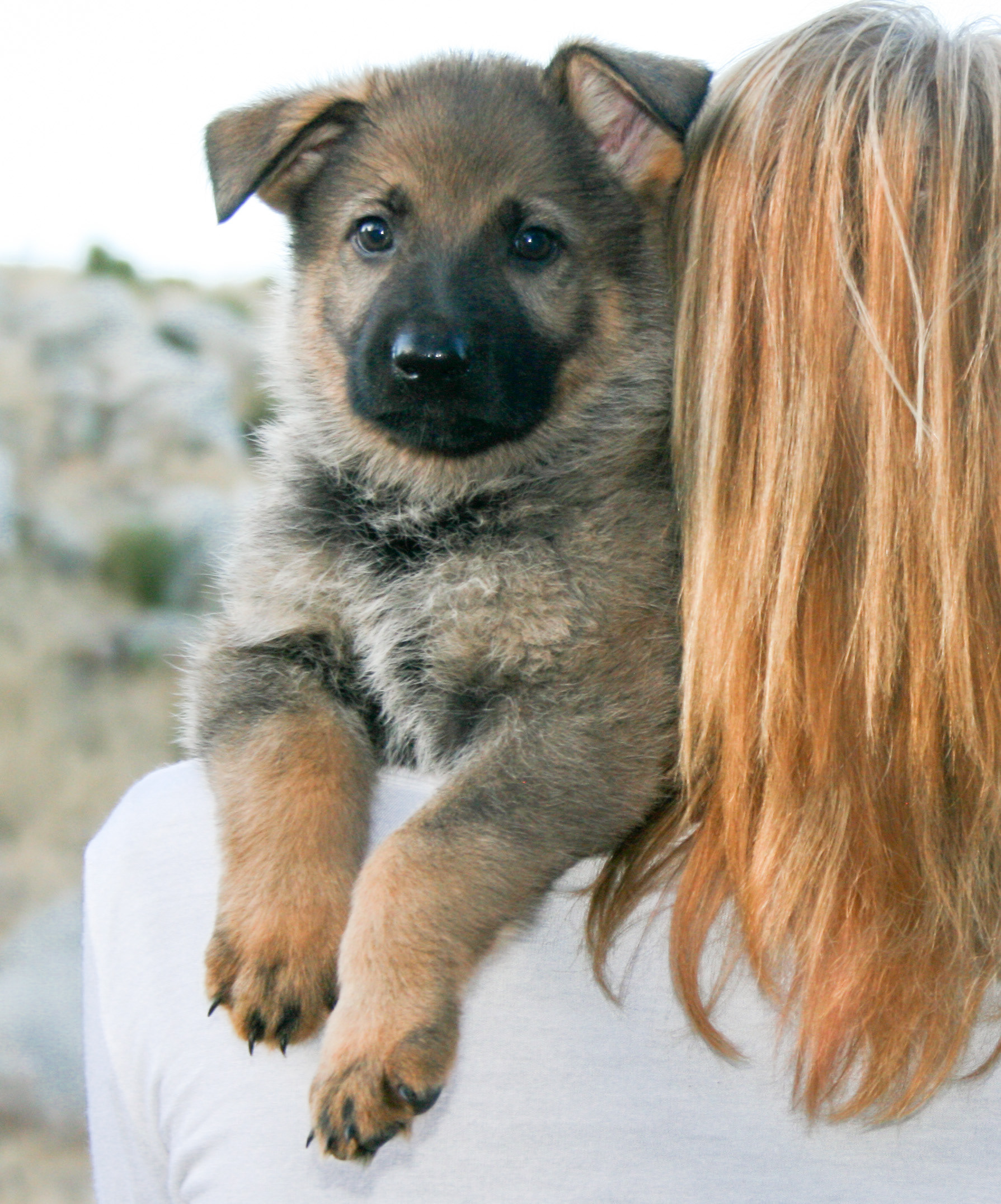 Misty - 7 weeks