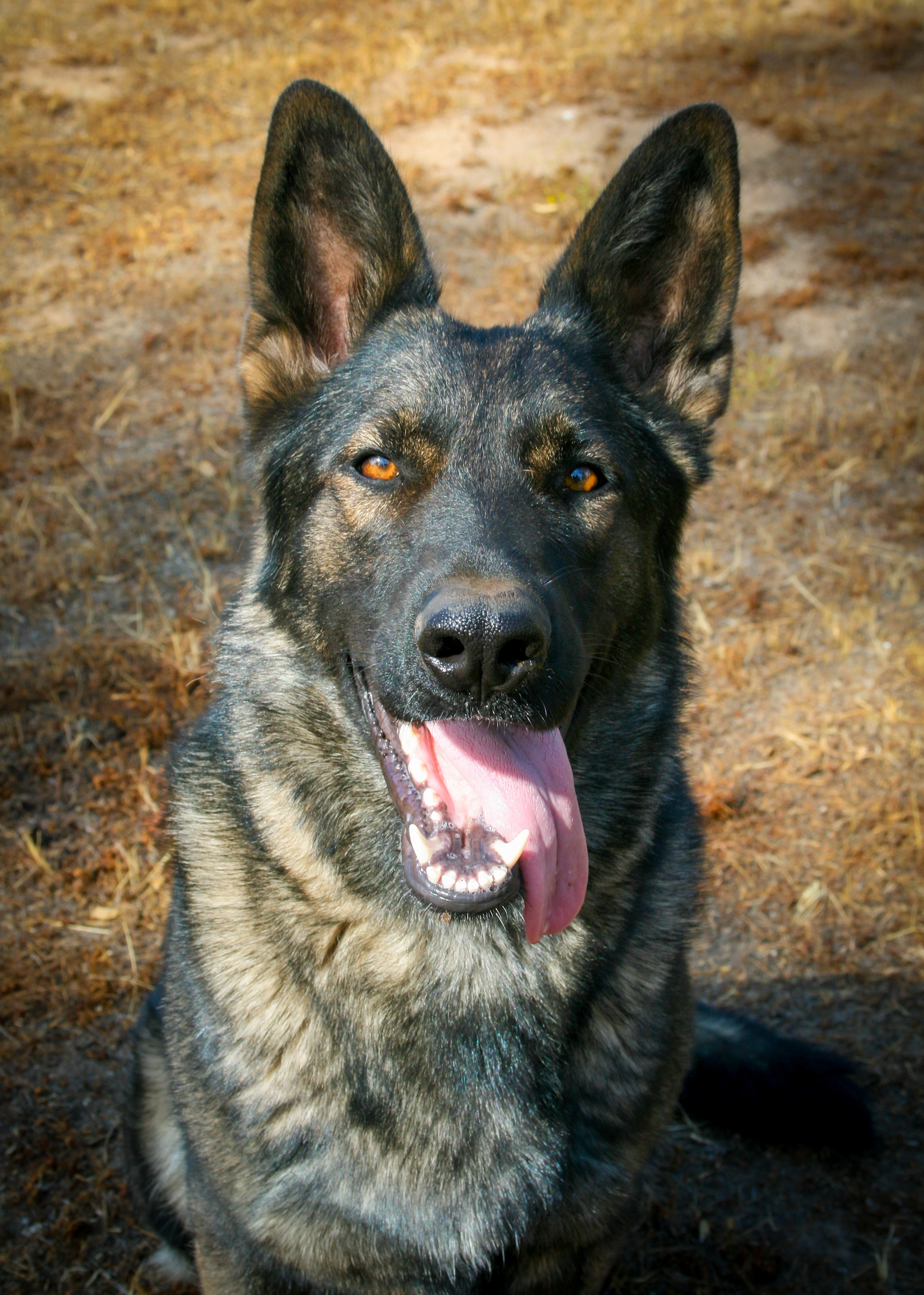 Rosa vom Ritterhund