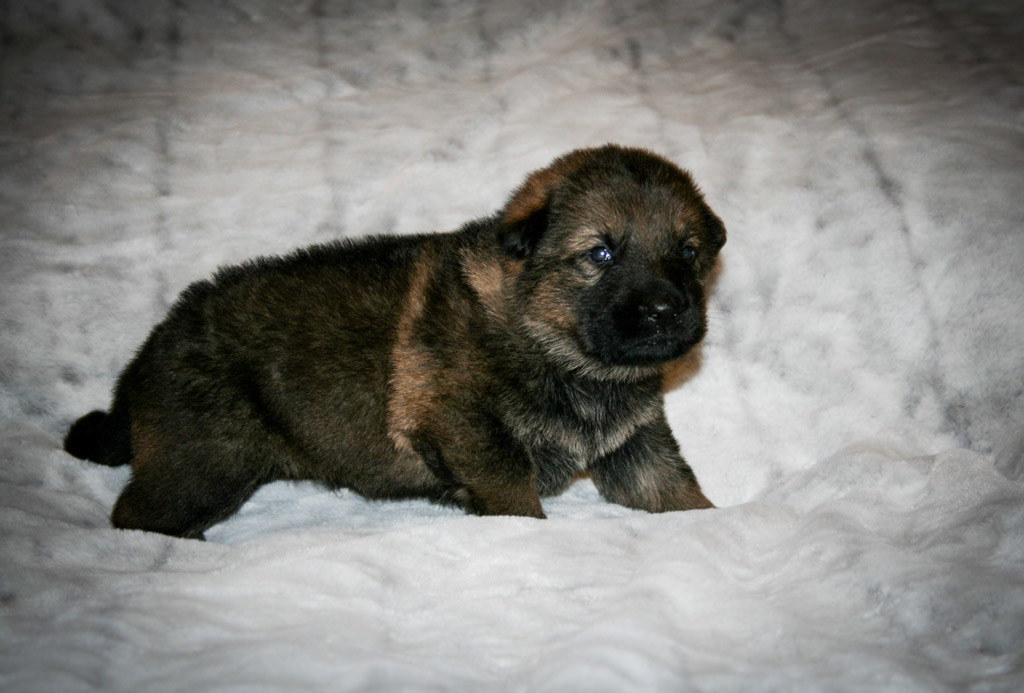 Tan Collar Male - 3 weeks