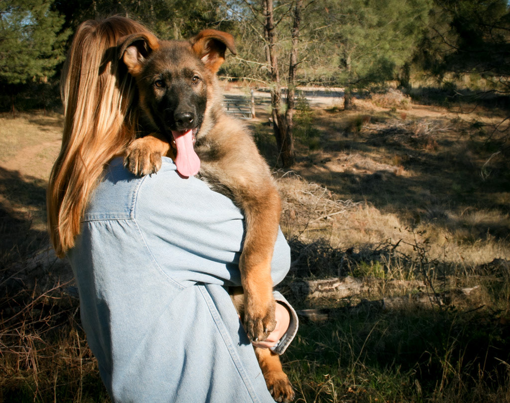 "Dexter" - 12 weeks old