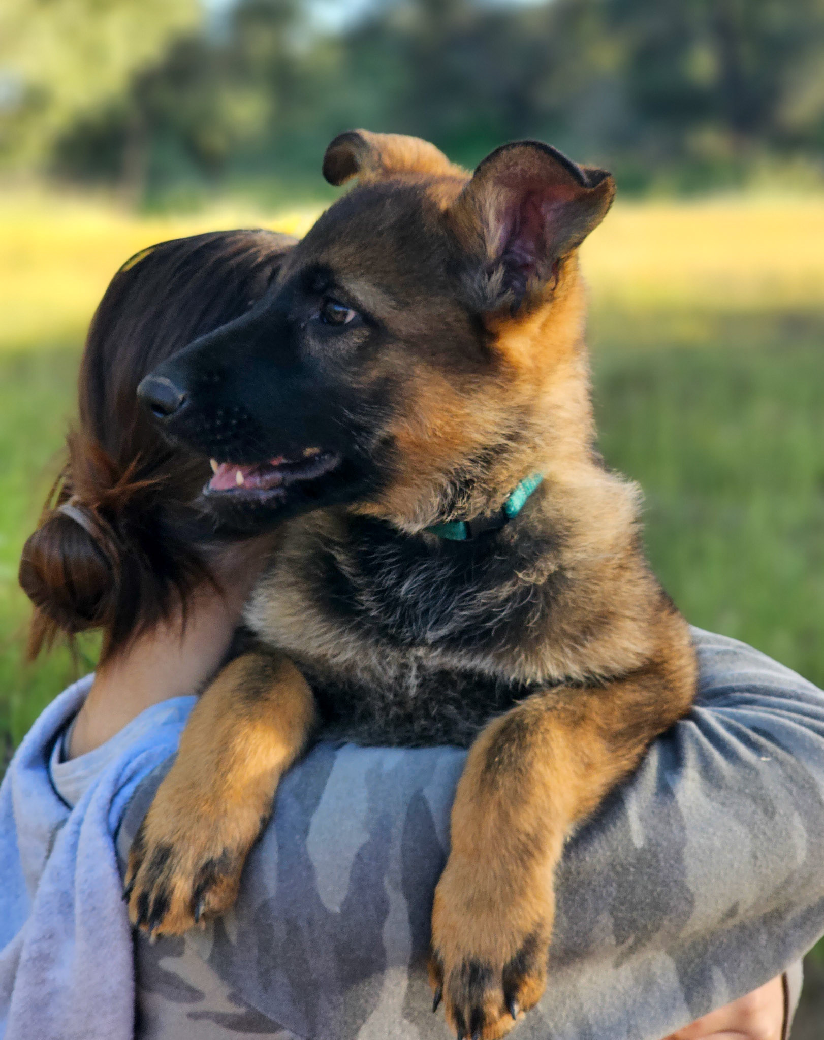 Teal Collar Female - 11 weeks old
