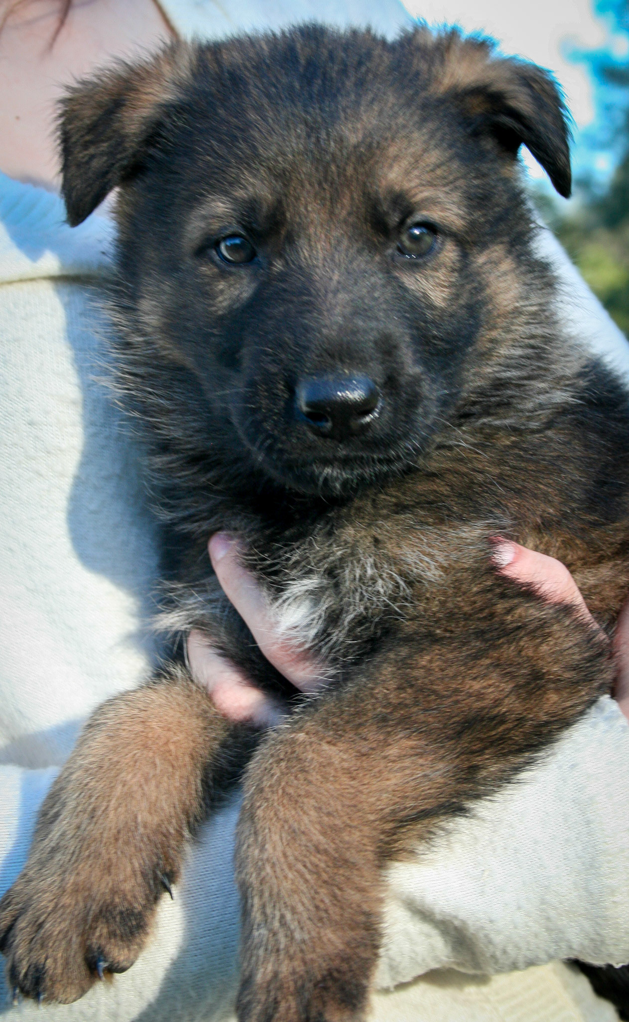 Red Collar Male 5 Weeks Old