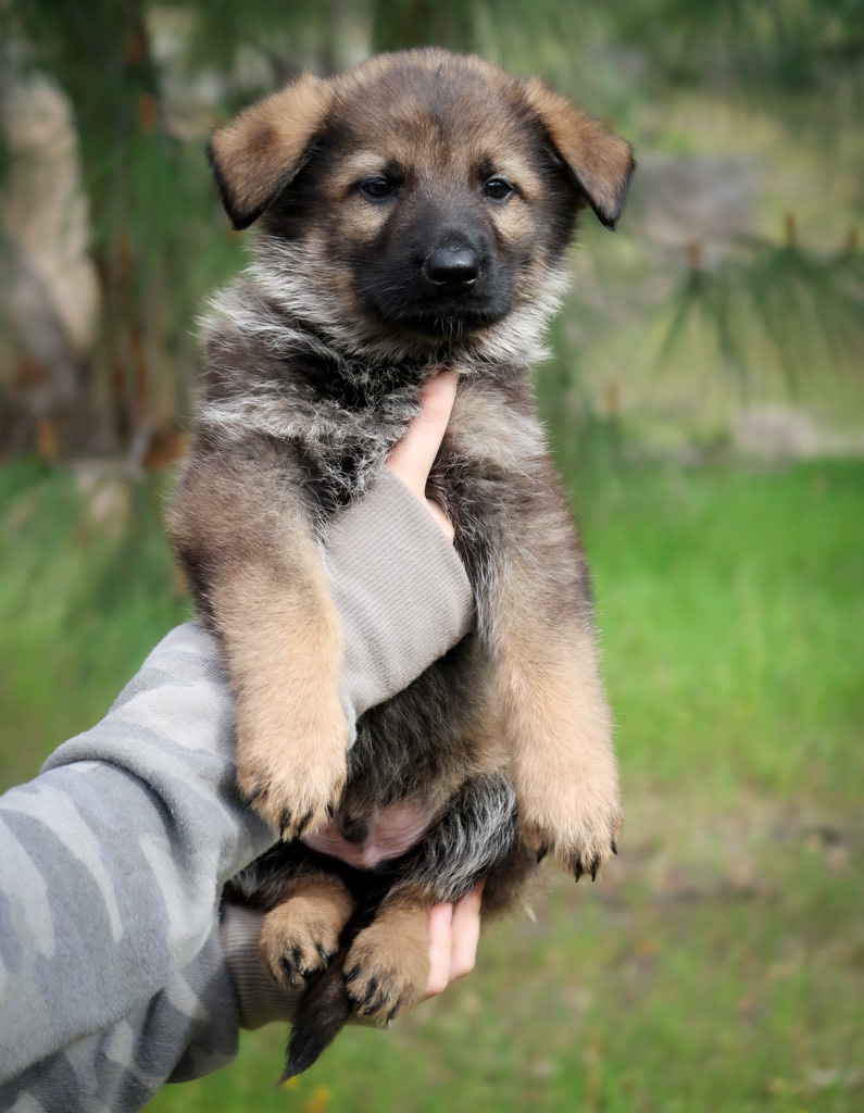 Green Collar Male - 6 weeks old