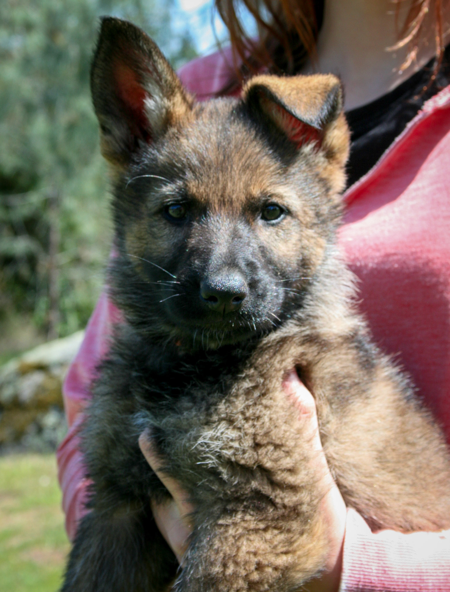 Orange Collar Female 8 Weeks Old