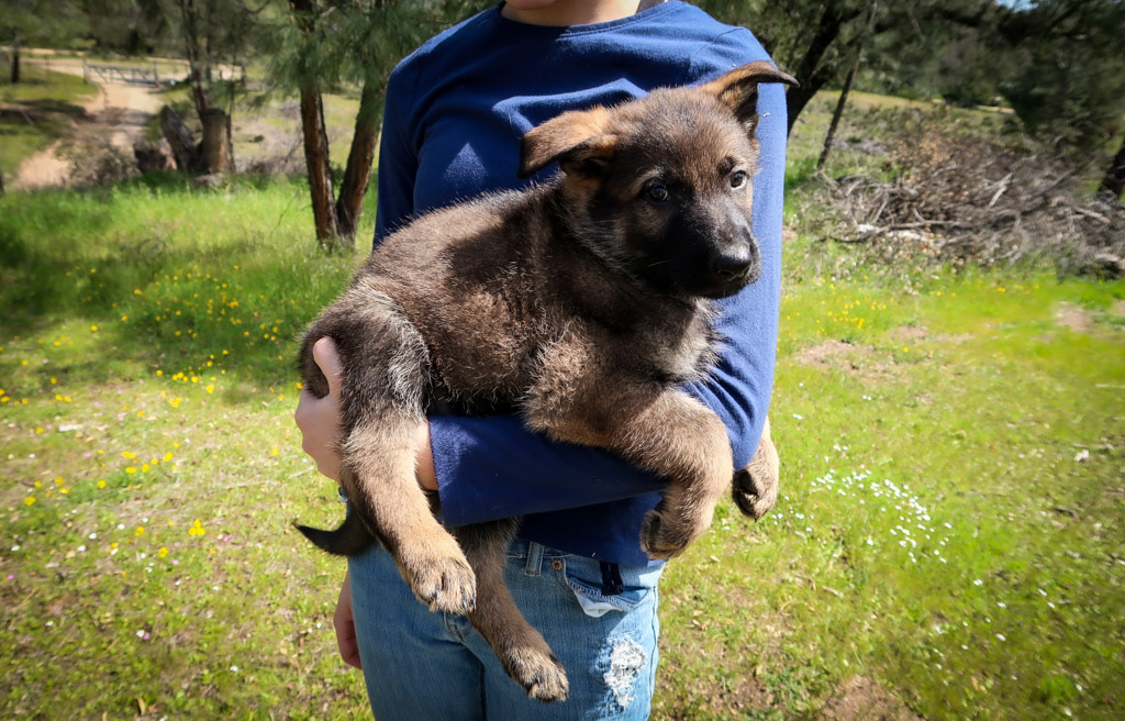 Tan Collar Male - 7 weeks old