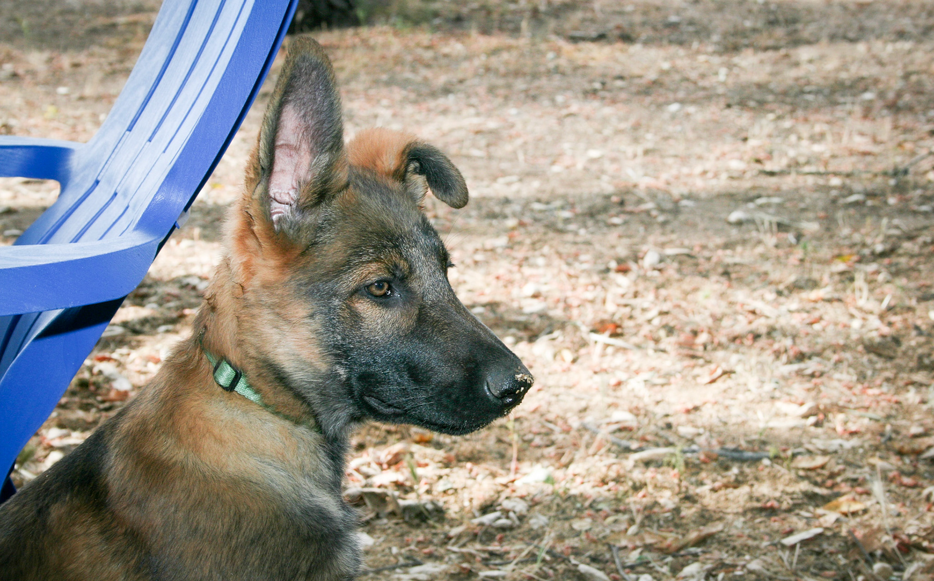 Hunter Green Collar Male 14 weeks