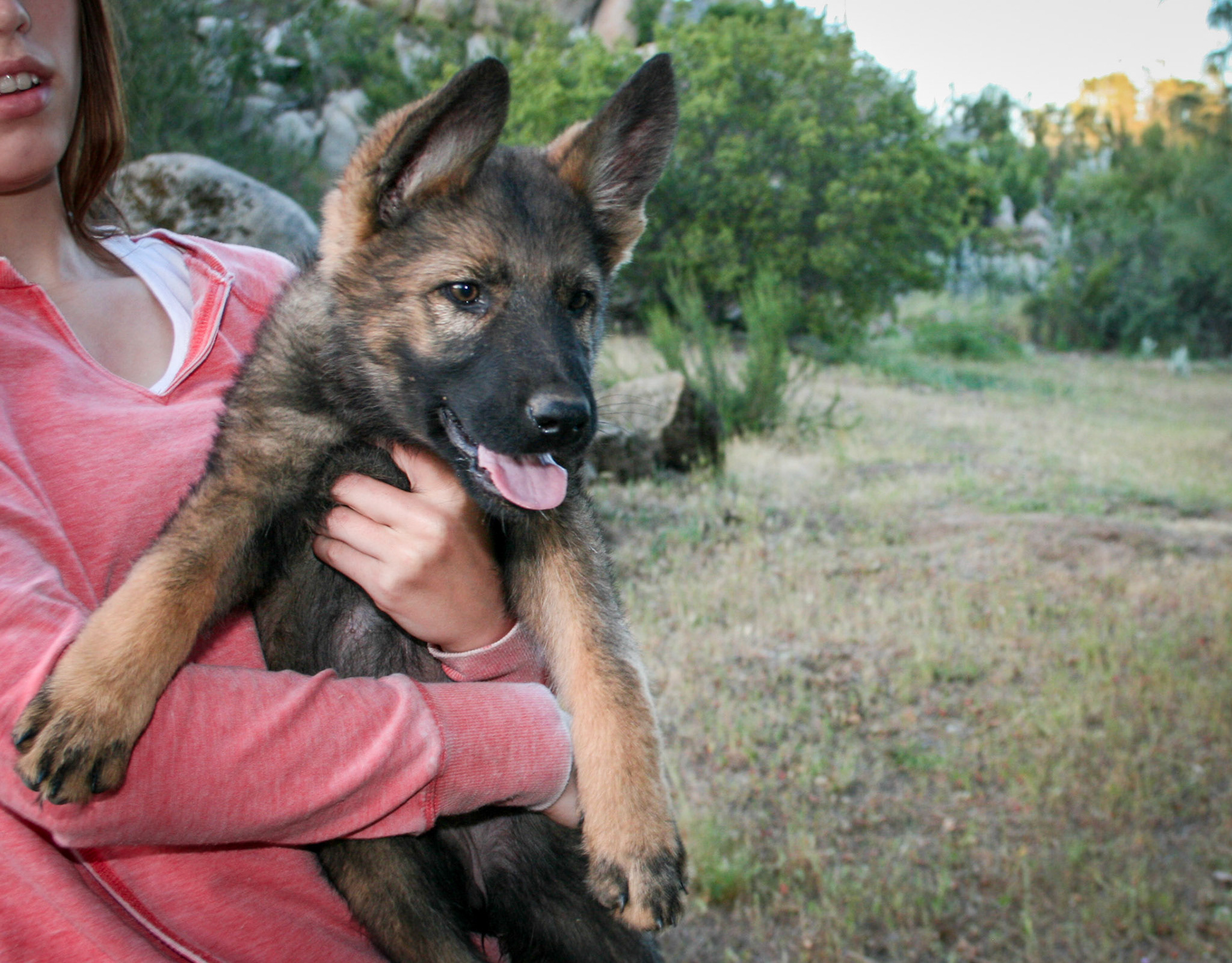 Pink Collar Female 10 Weeks Old