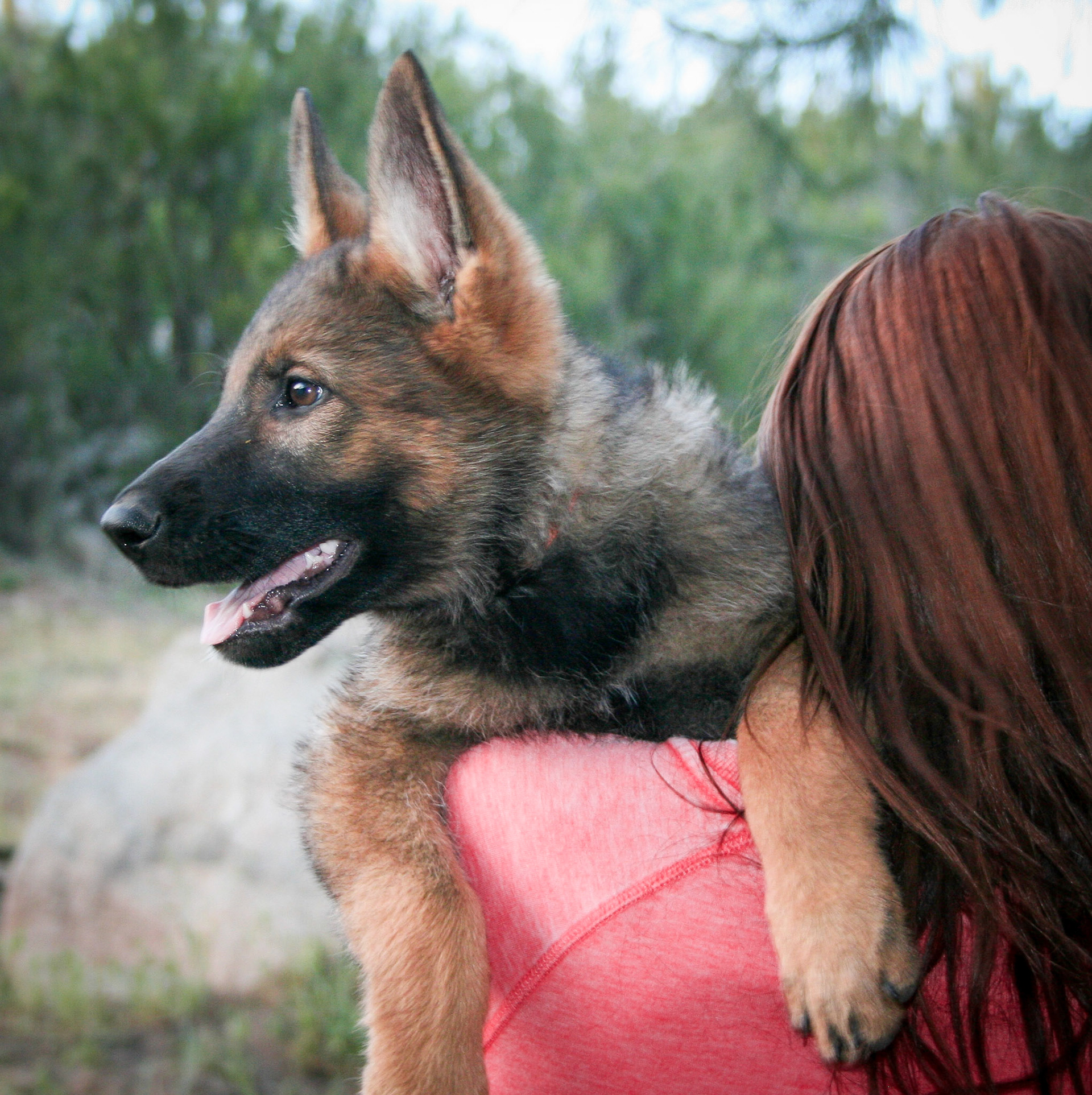 Orange Collar Female 10 Weeks Old