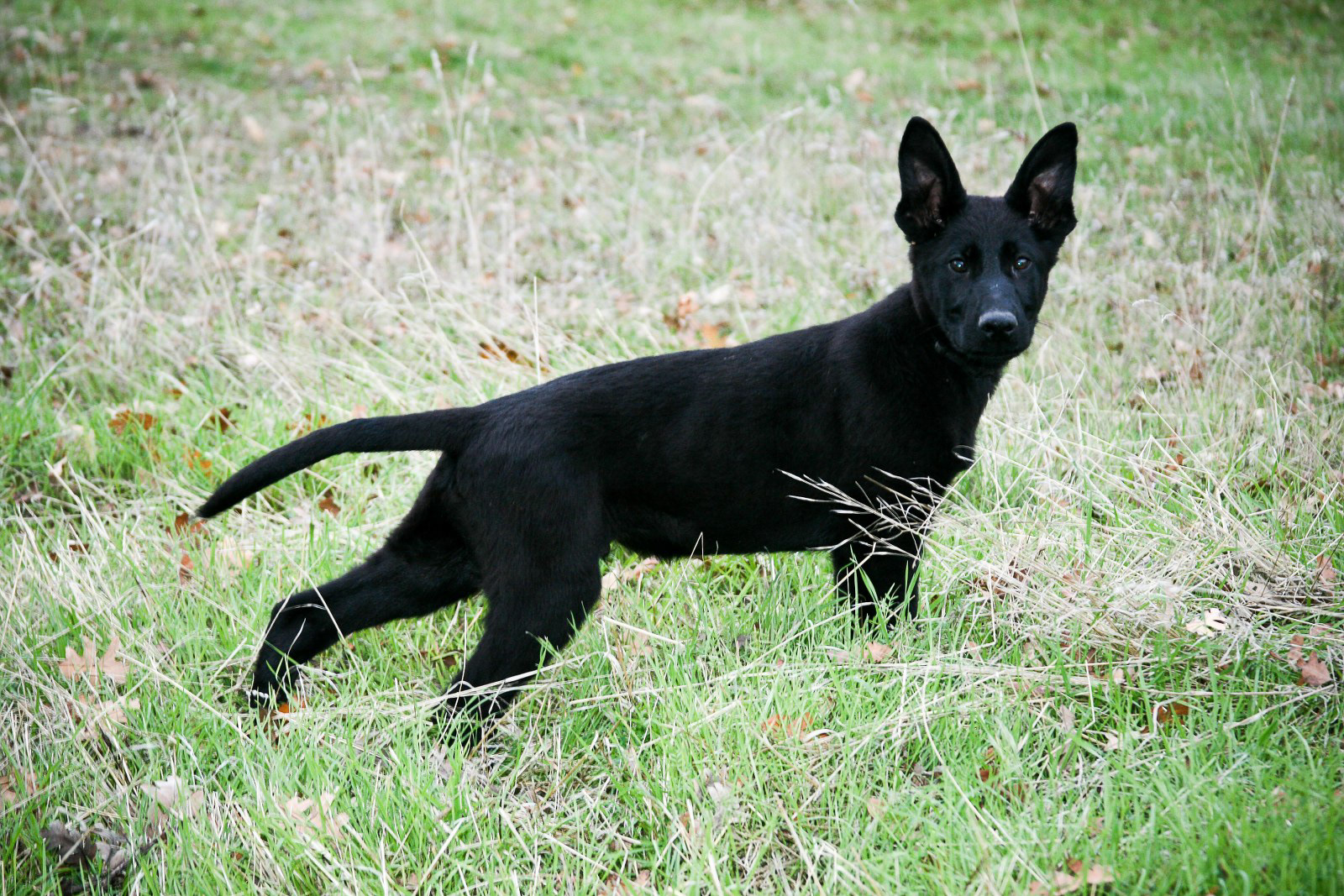 Solid Black Male