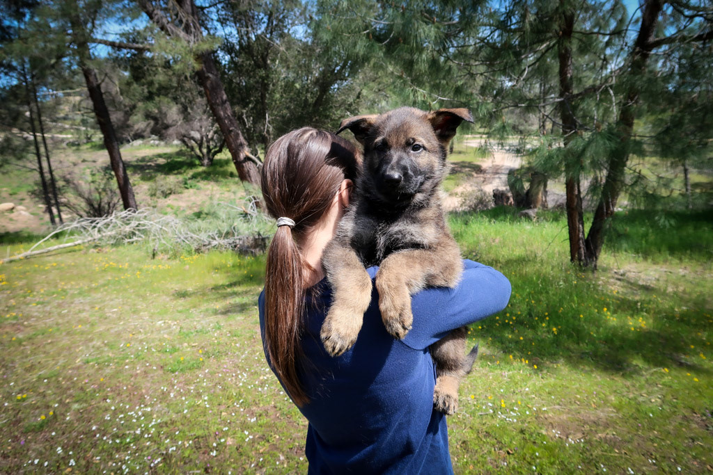 Tan Collar Male - 7 weeks old
