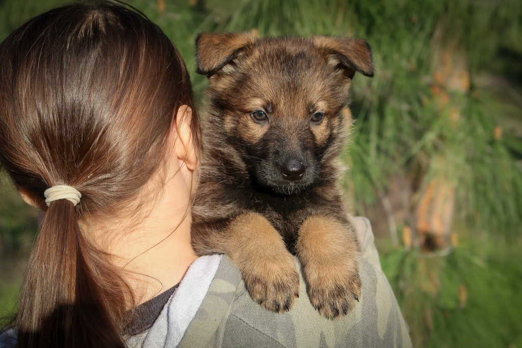 Pink Collar Female - 6 weeks old