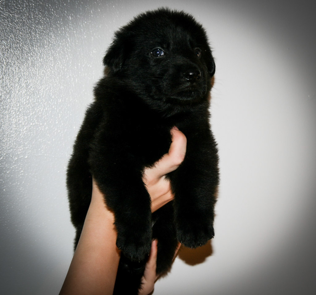 Red Collar Male - 4 weeks old