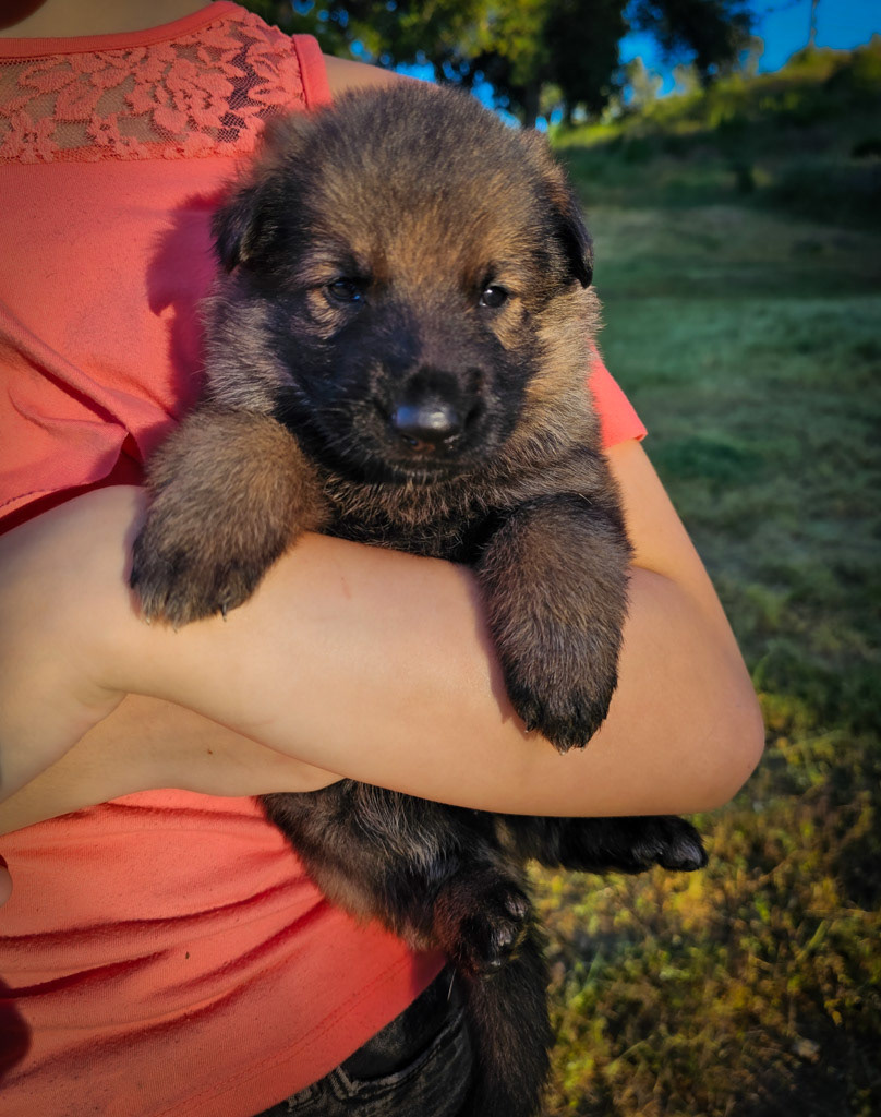 Orange Collar Female - 2.5 weeks old photos