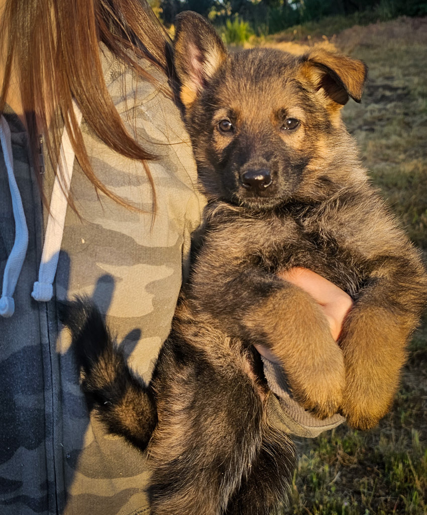 Orange Collar Female - 7 weeks old