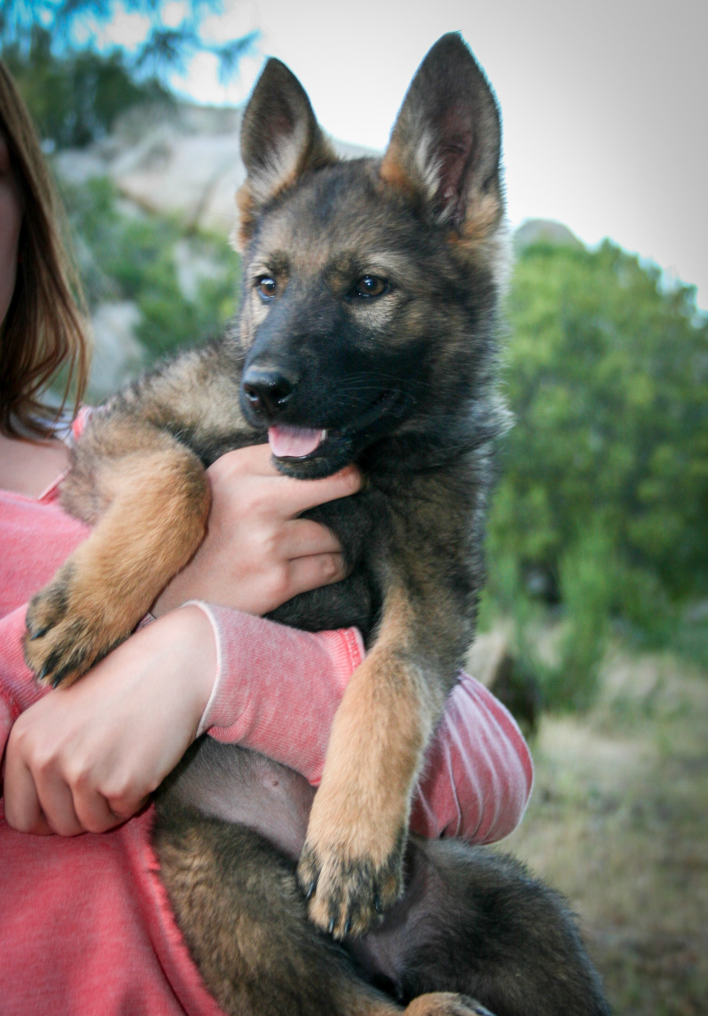 Pink Collar Female 10 Weeks Old