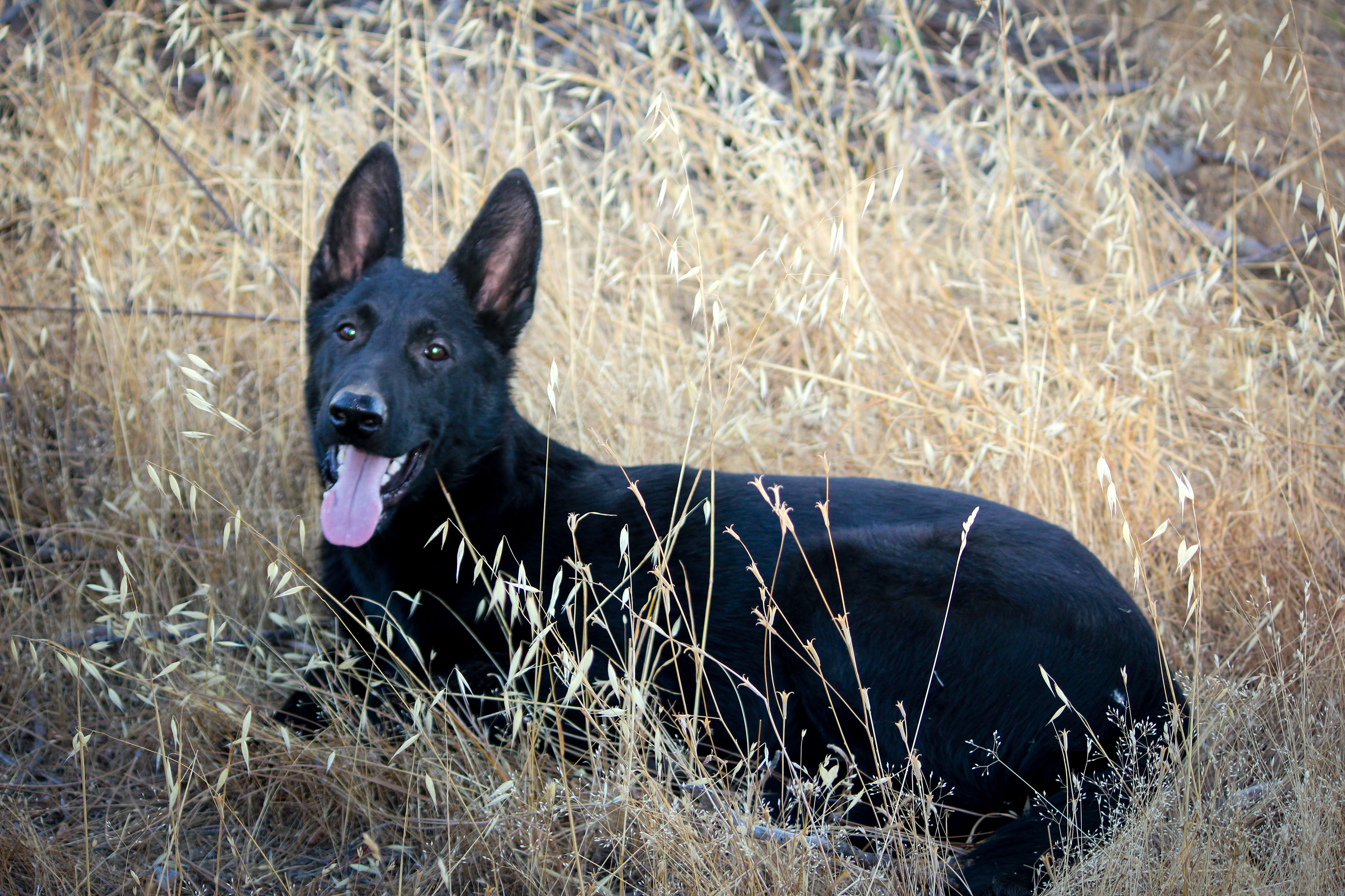 Tyler - 7 months old