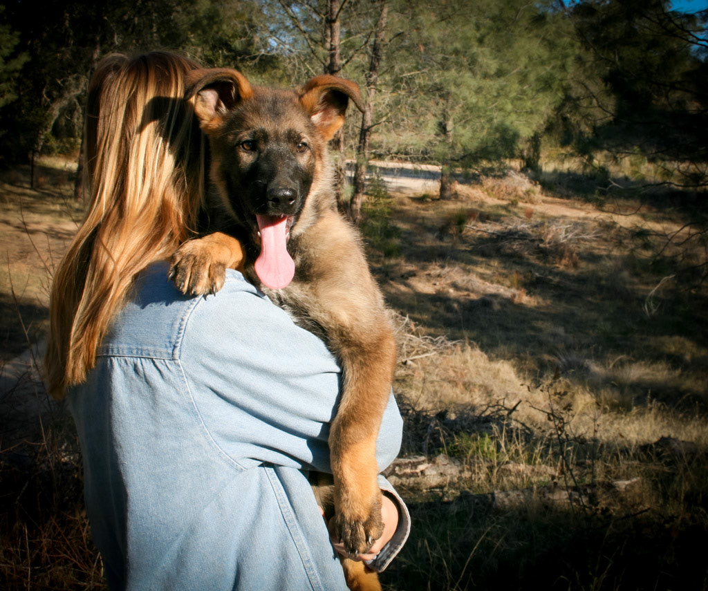 "Dexter" - 12 weeks old