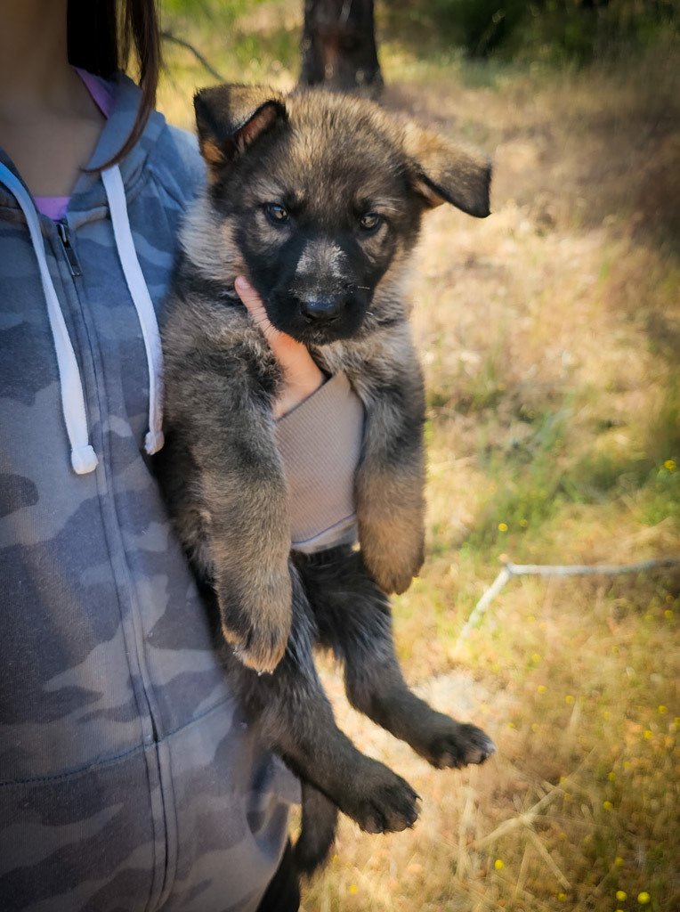 Yellow Collar Female - 7 Weeks Old
