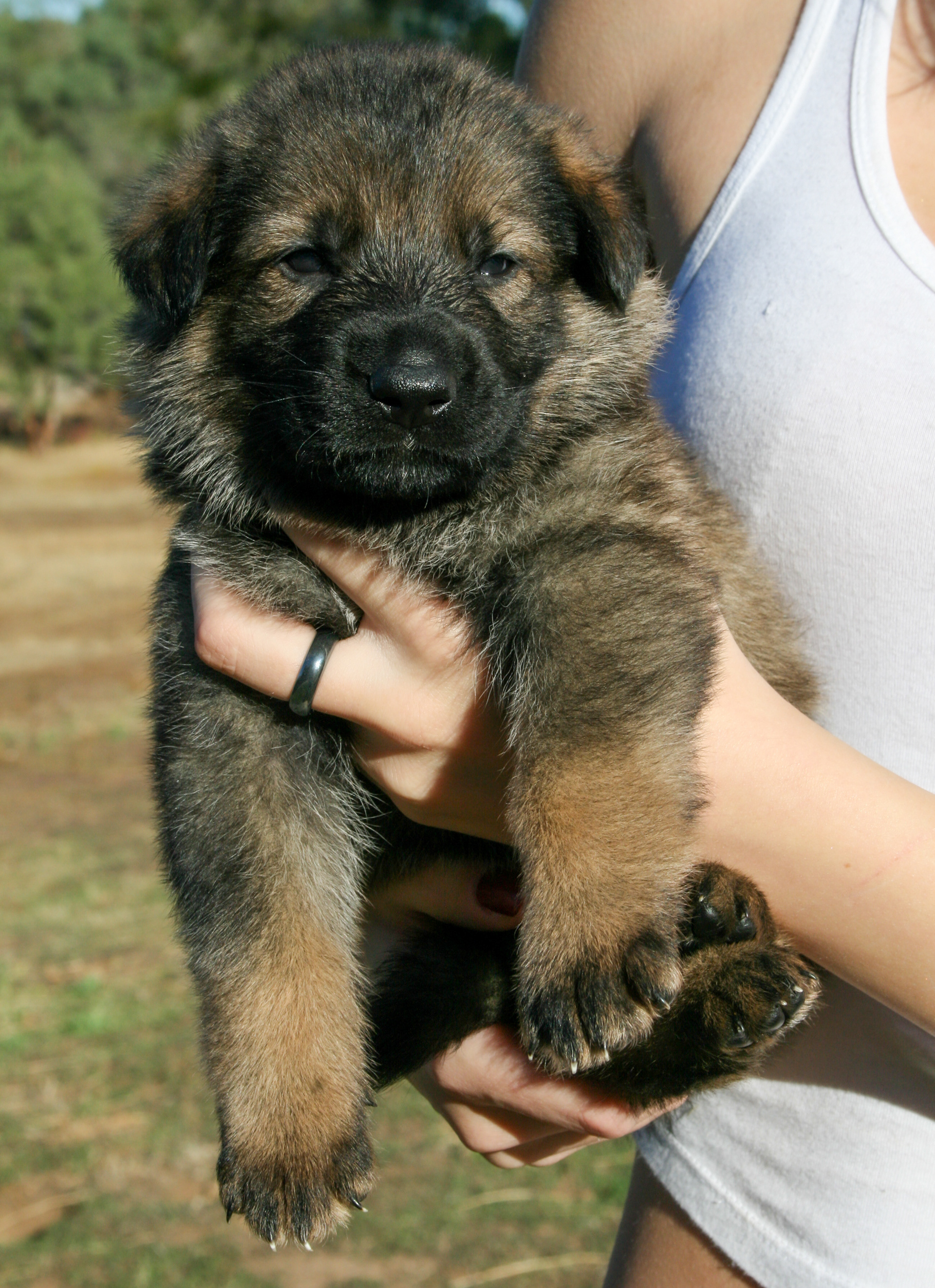 "Dexter" - 4 weeks