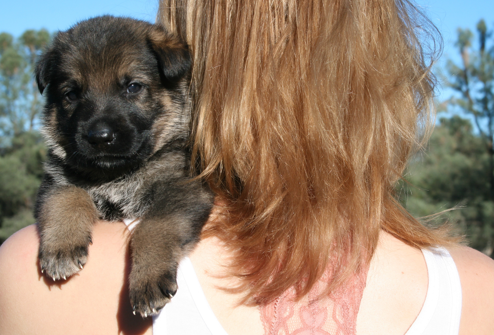Hunter - 7 weeks
