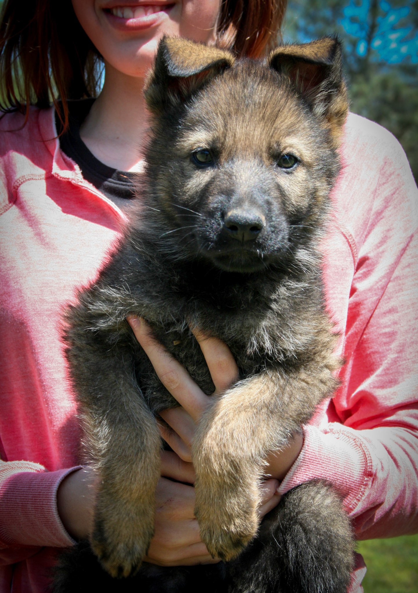 Blue Collar Male 8 Weeks Old