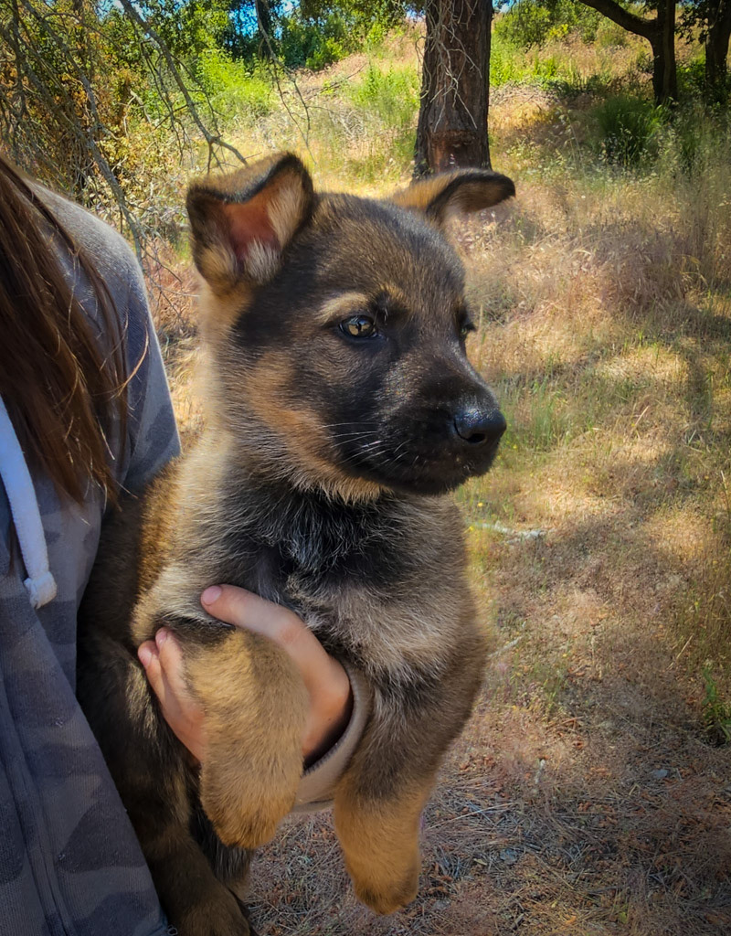 Black Collar Male - 7 weeks old
