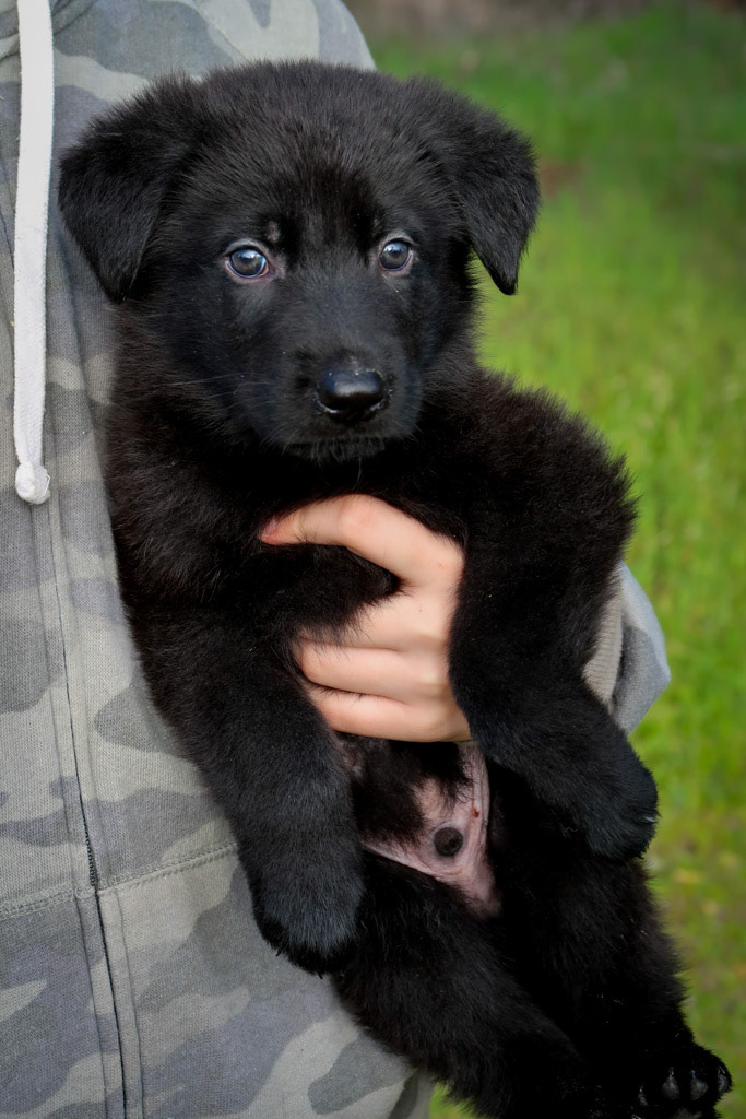 Red Collar Male - 6 weeks old