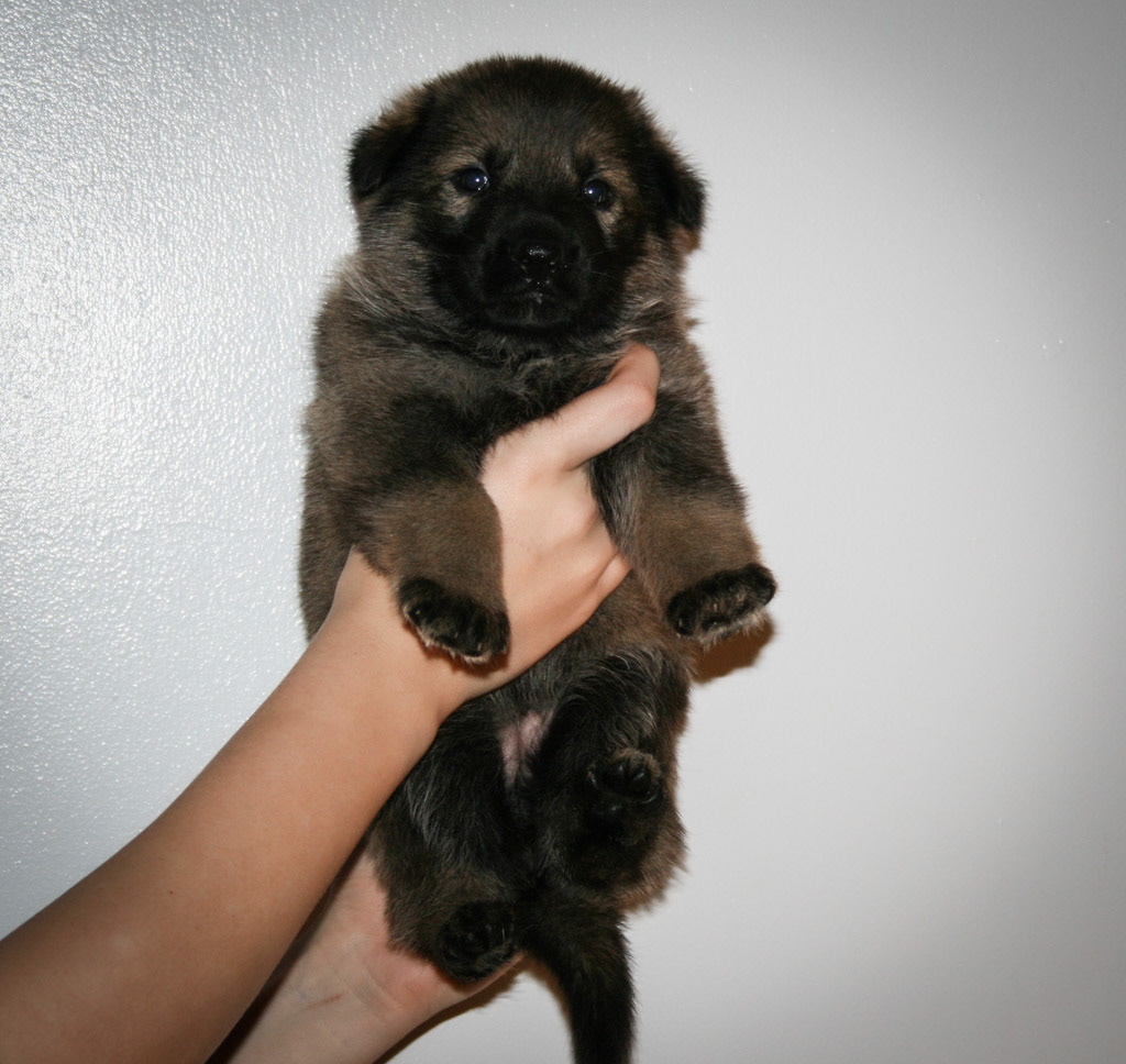 Hot Pink Collar Female - 4 weeks old