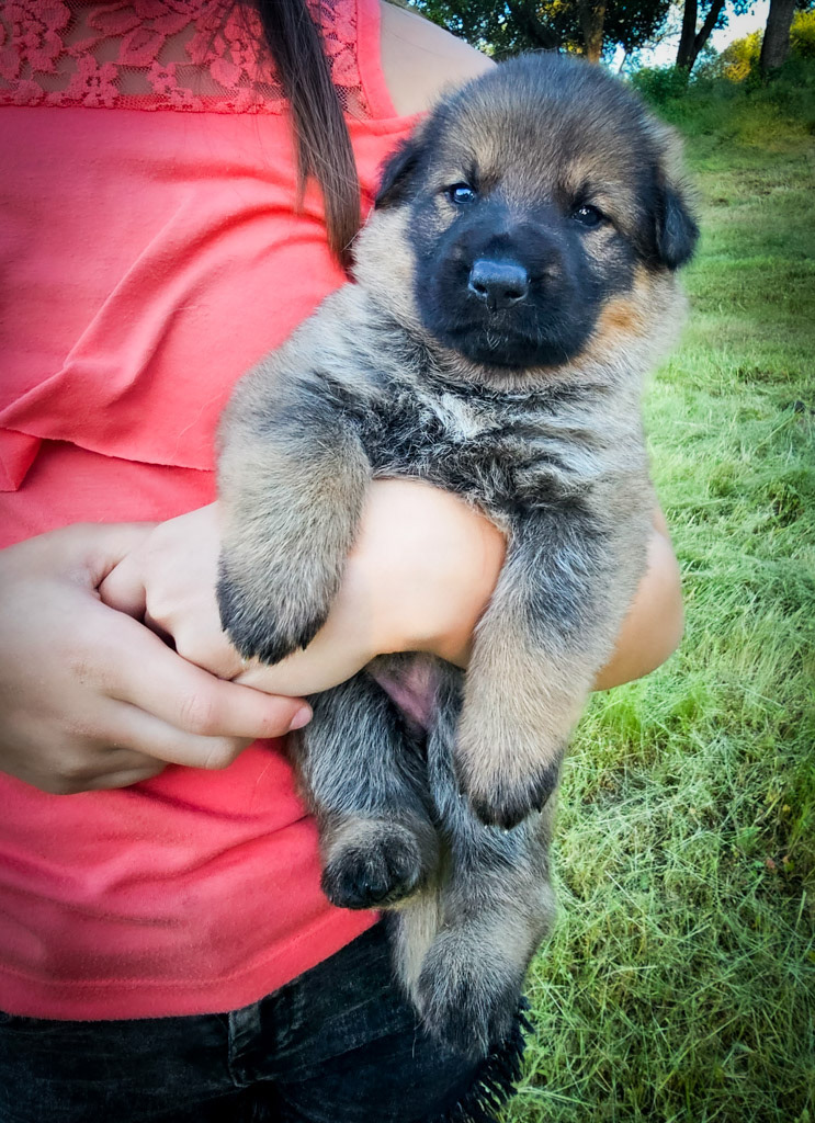 Light Pink Female - 2.5 weeks old photos