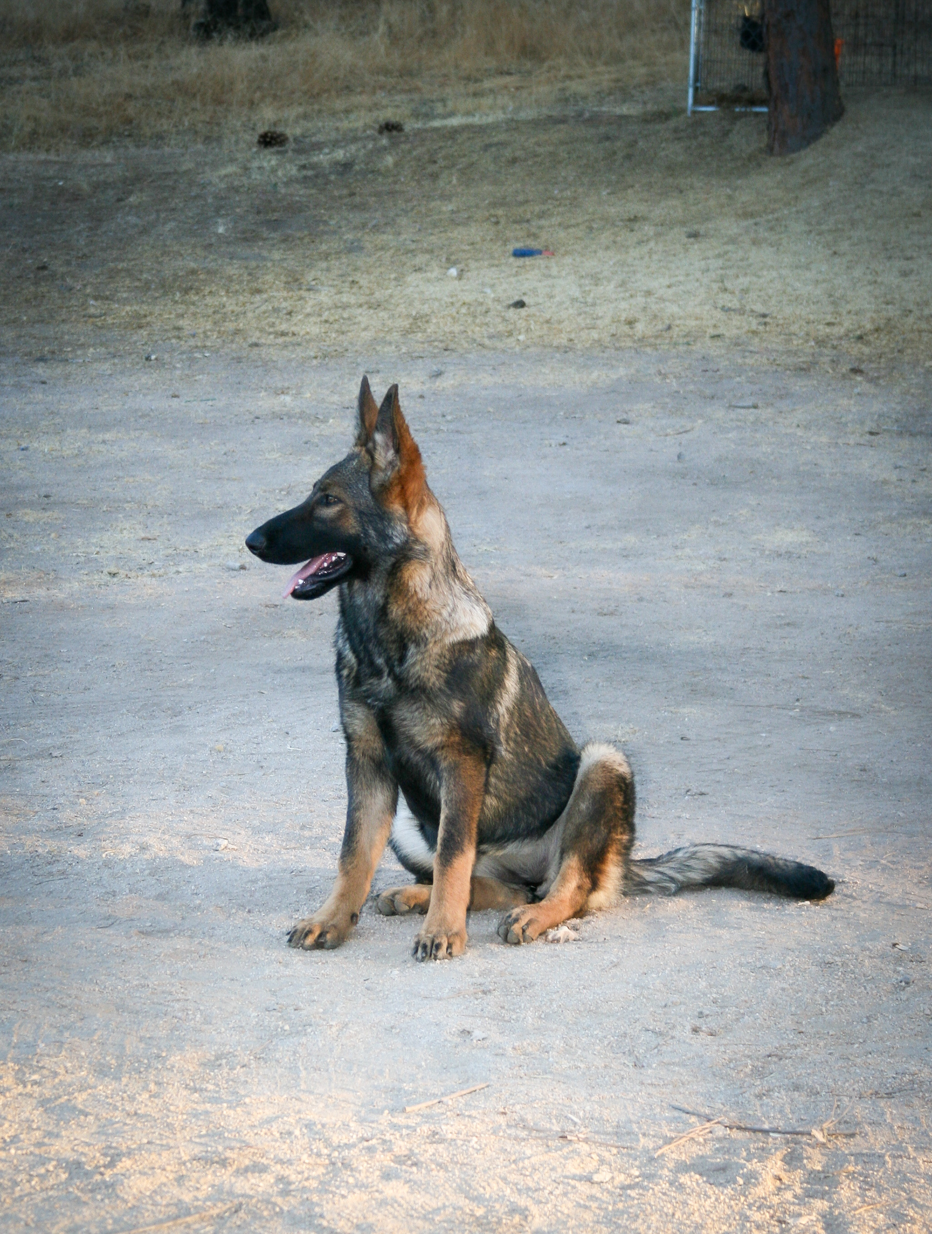 Nala 6 months old
