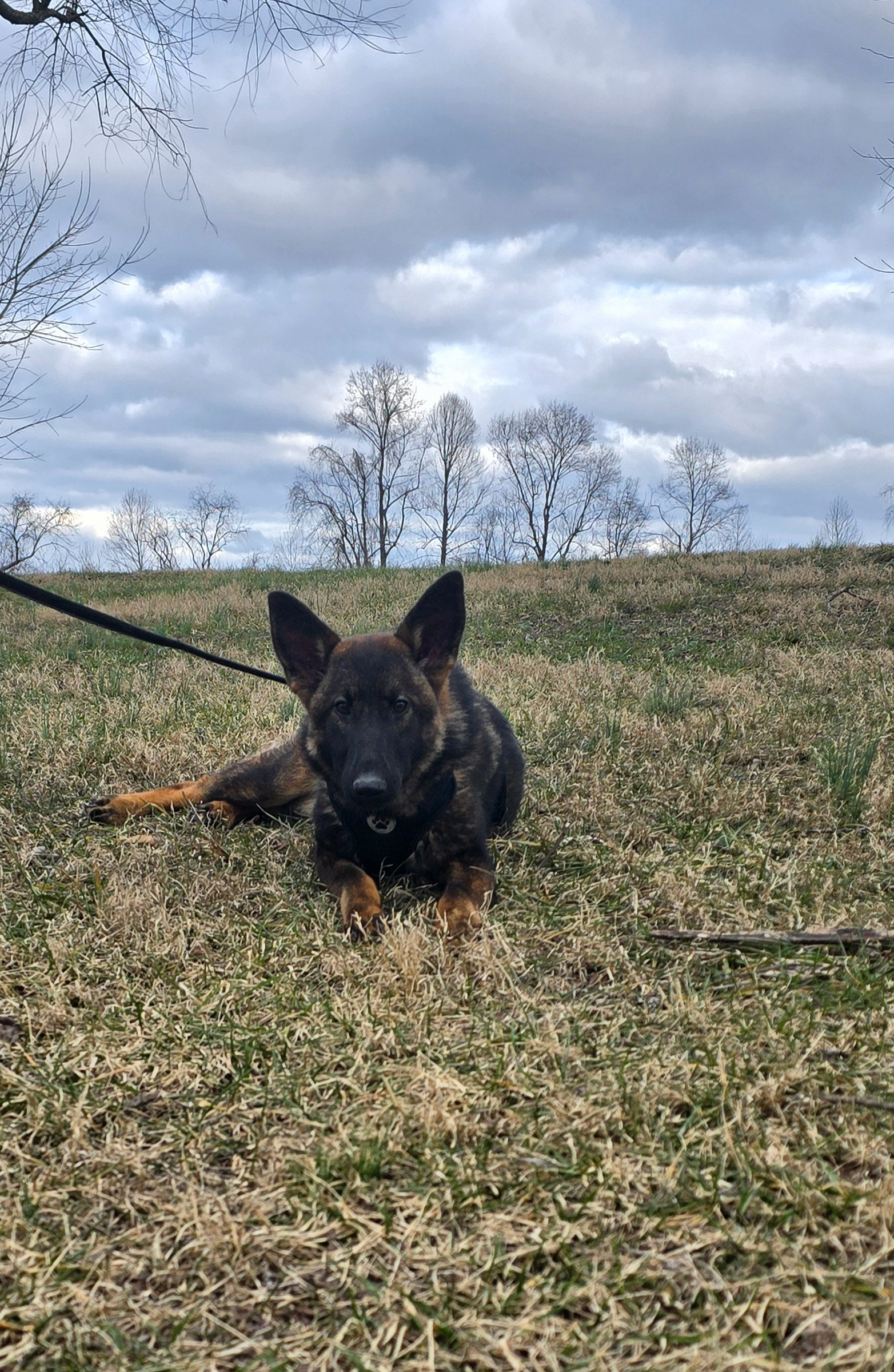 Peanut - 8 months old