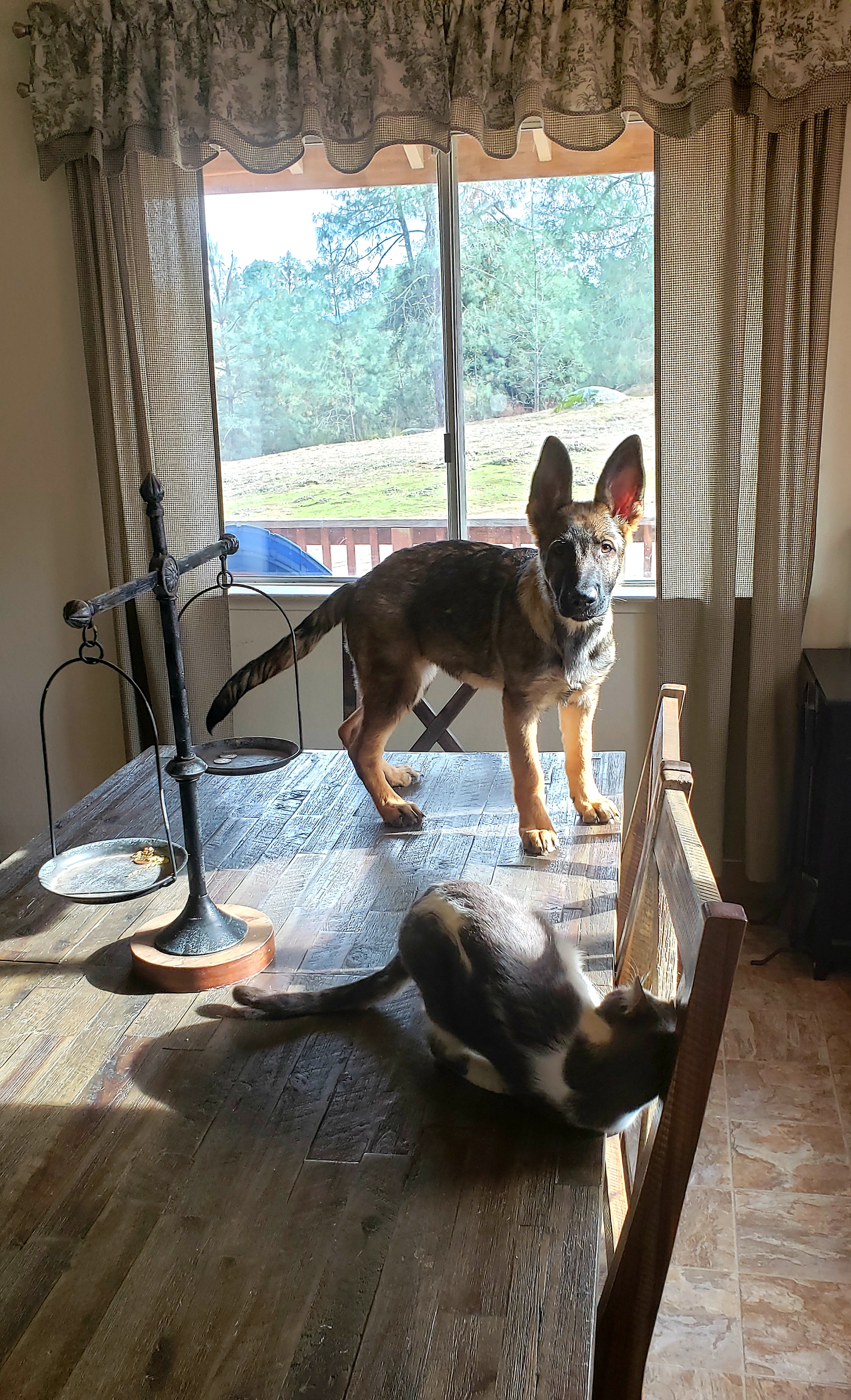 Stella thinks she is a cat...