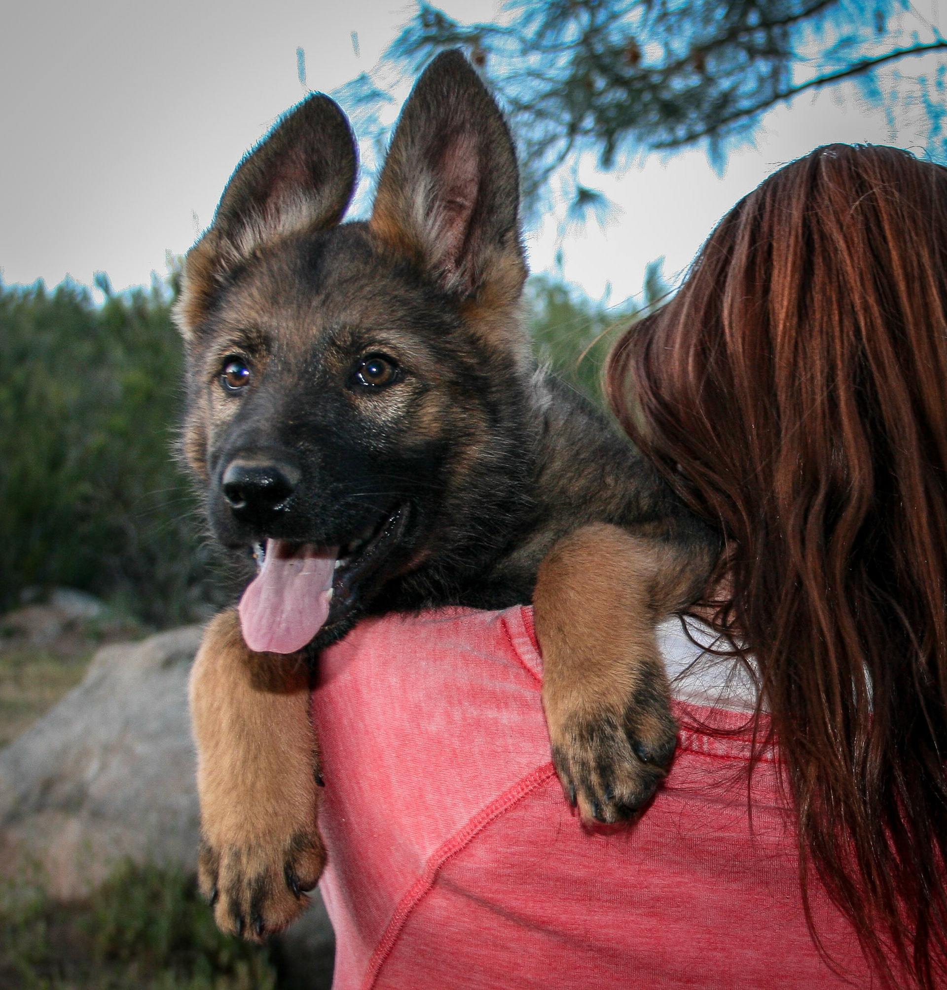 Pink Collar Female 10 Weeks Old