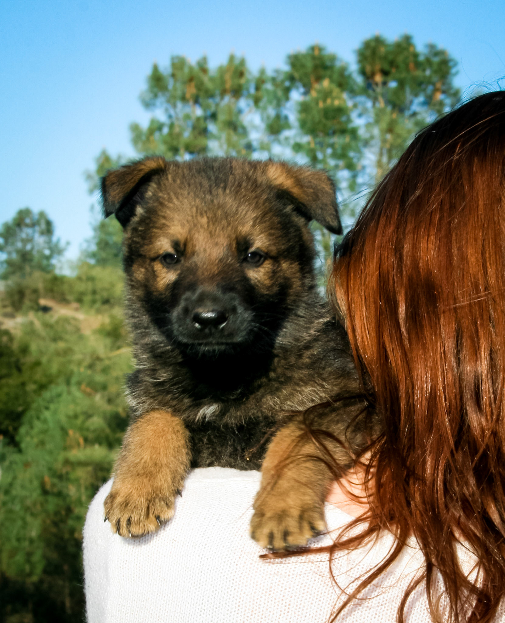 Hunter Green Male 5 Weeks Old