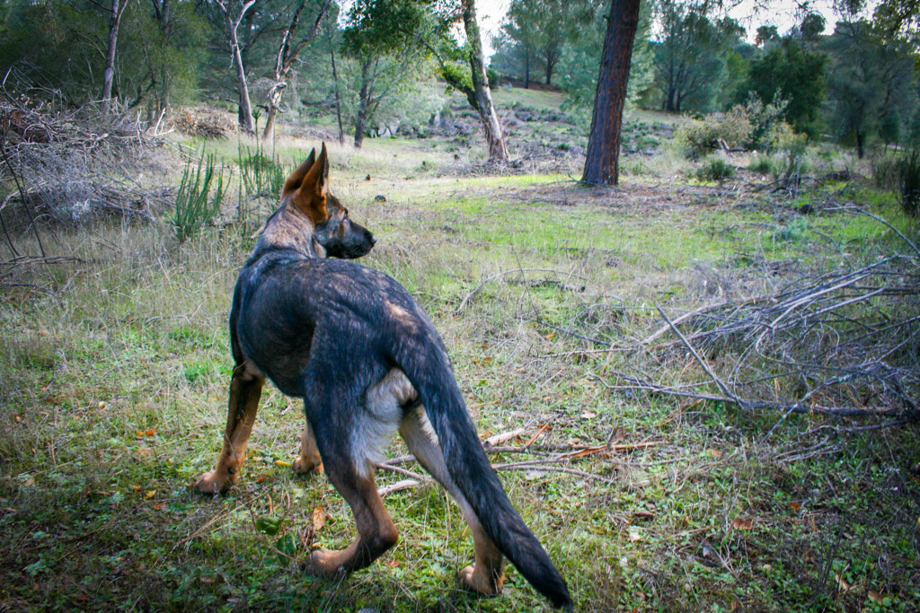 Winnie 4.5 months