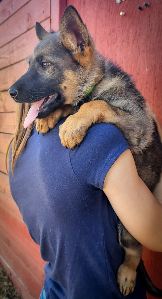 Lime Green Collar Female - 10 weeks
